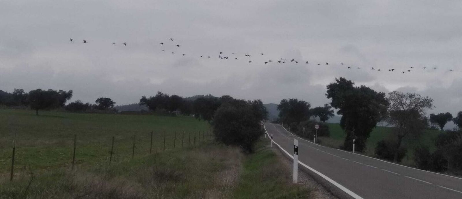 Una bandada de grullas sobrevuela el paisaje guadiateño.
