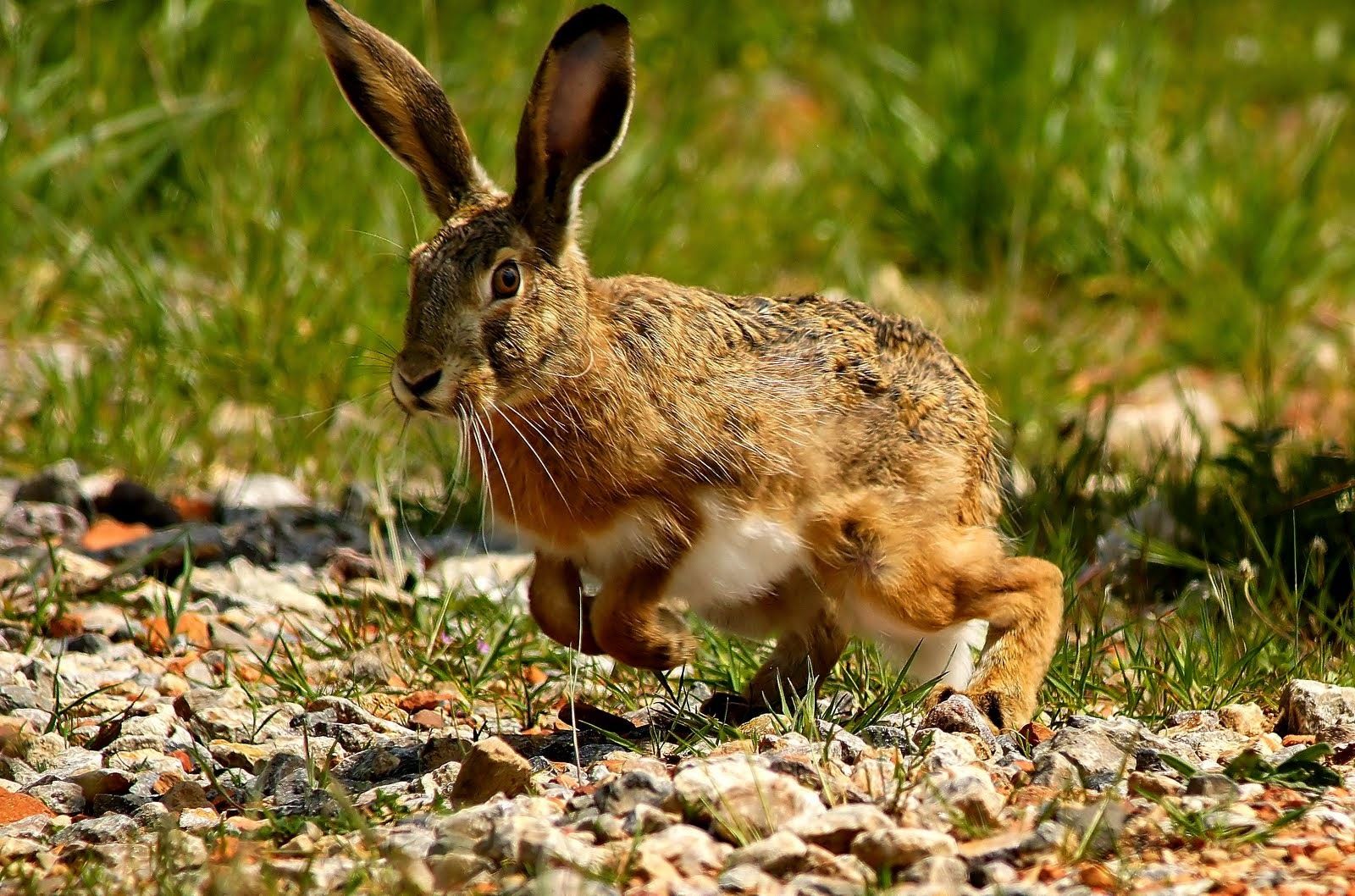 La mixomatosis ya ha afectado a su primera liebre en la provincia de Almería.