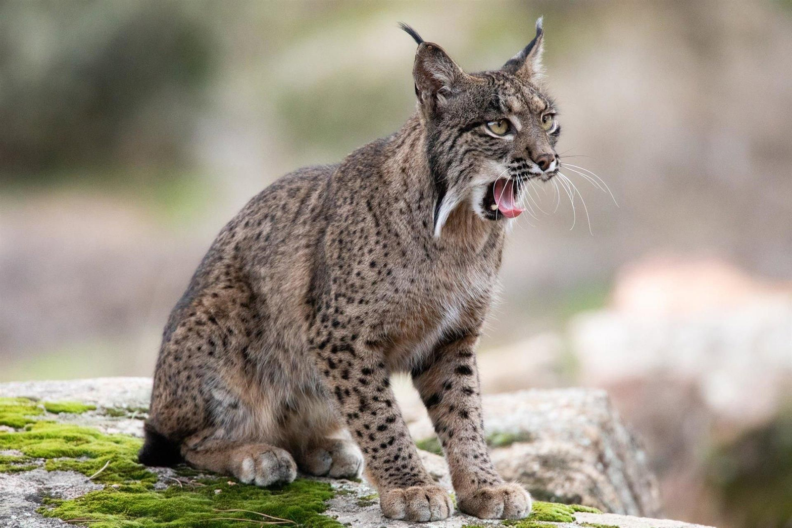 Archivo - Imagen de un lince ibérico, especie que en la actualidad sigue amenazada y considerada como vulnerable
