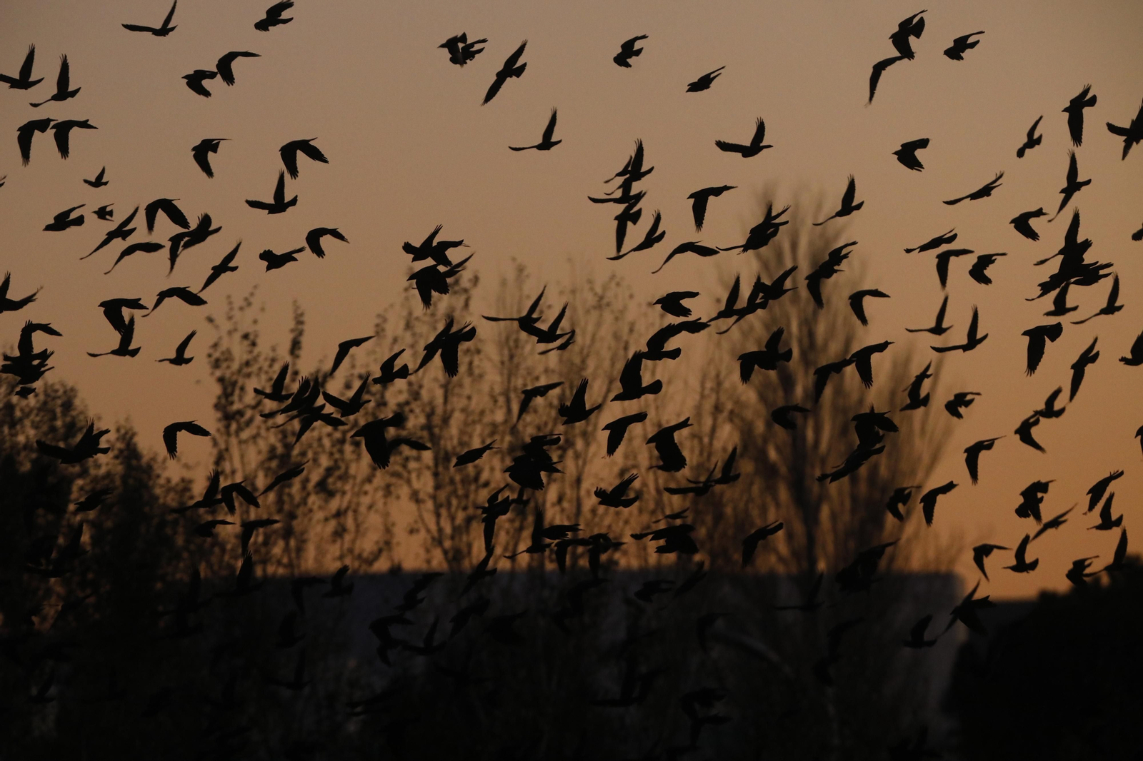 Las aves que habitan en Los Sotos de la Albolafia de Córdoba, en fotografías