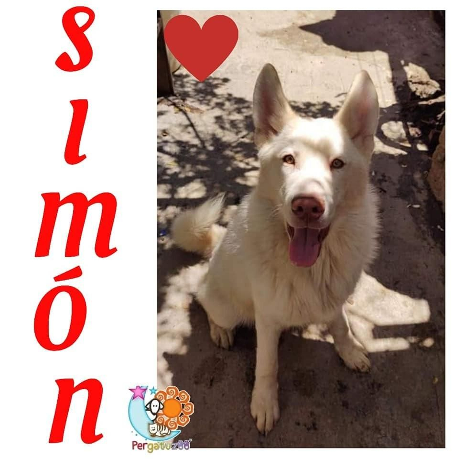 Simón