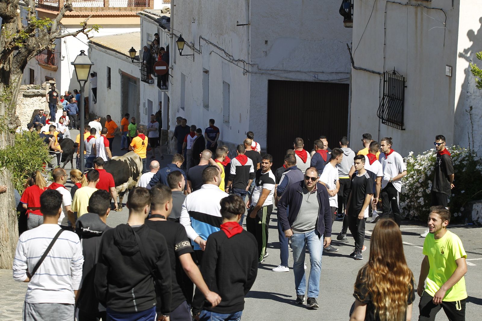 Fotogalería Tosos Ensogaos Ohanes. Fiestas San Marcos.
