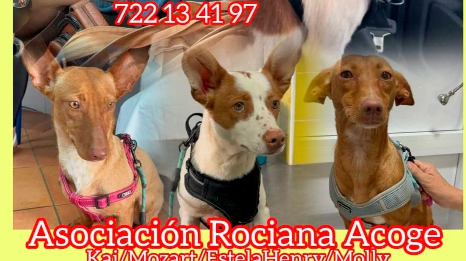 Cartel de los perros robados en Rociana del Condado.