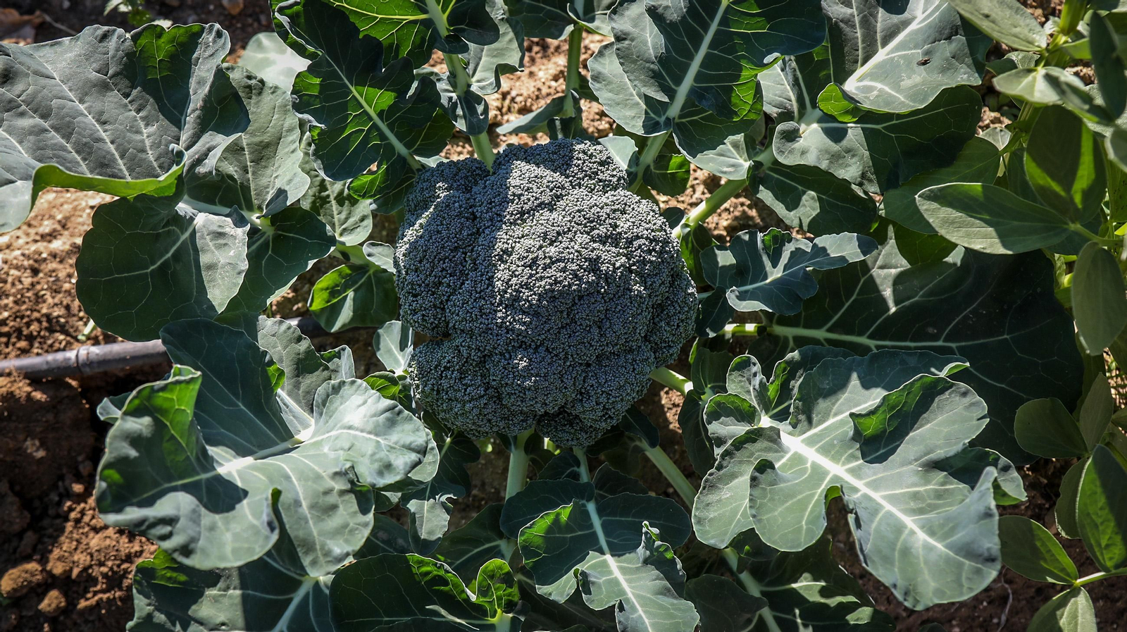 Huerto ecológico y educativo en Los Marianistas