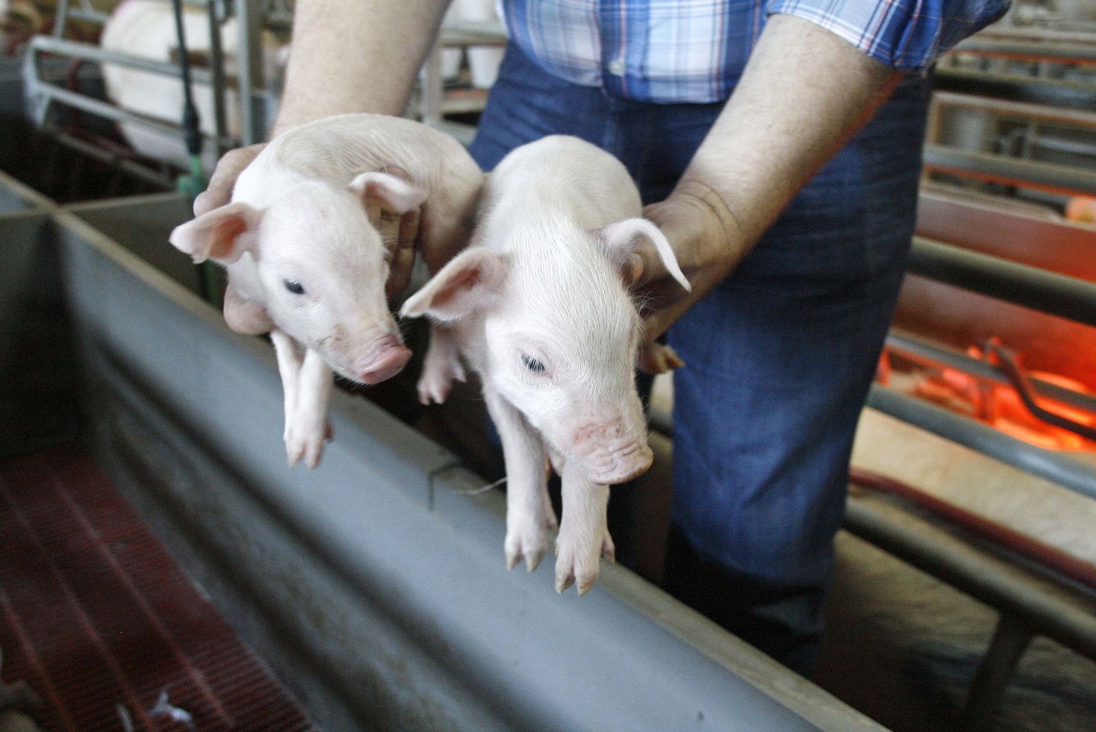 Polémica por el proyecto de la macrogranja de cerdos.