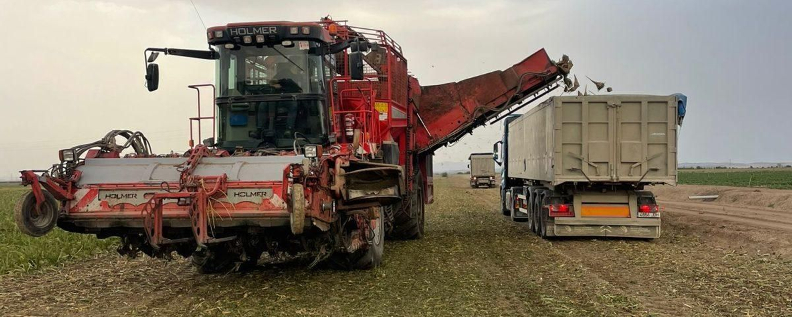 Recolección de remolacha en una explotación de la zona sur