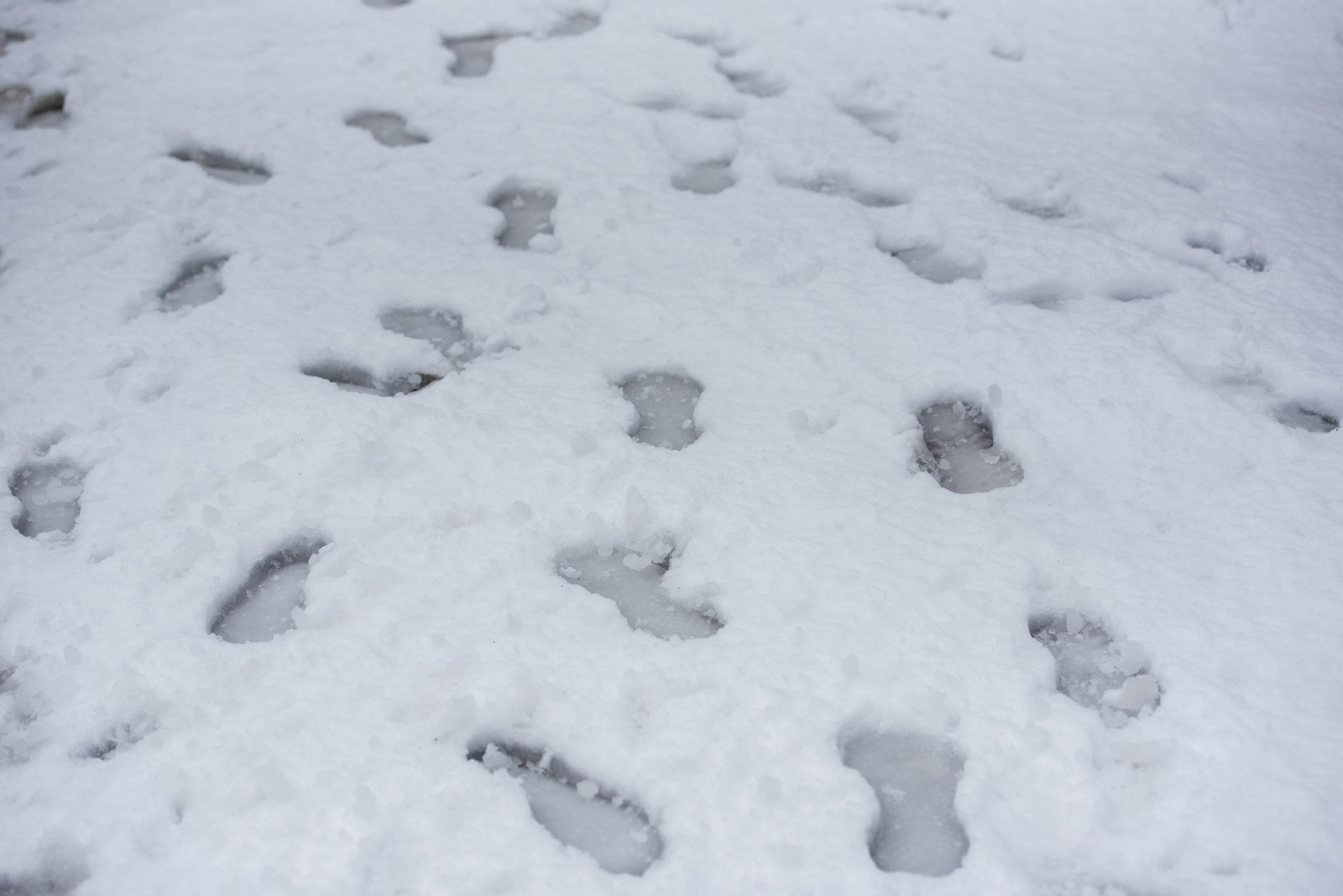 Todas las imágenes del paso del temporal por Granada