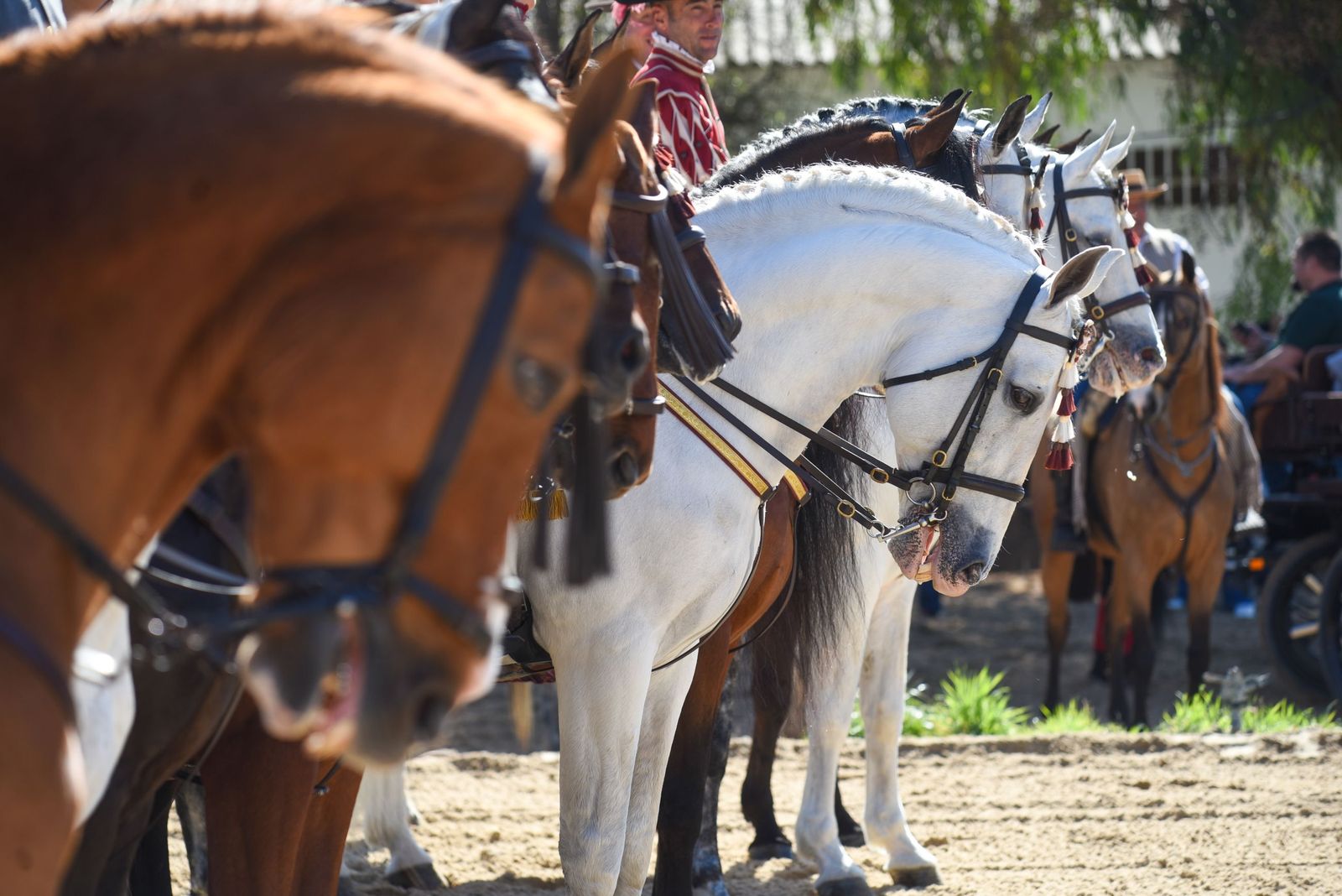 Las mejores imágenes de la Marcha Hípica Córdoba a Caballo del 28F de 2026