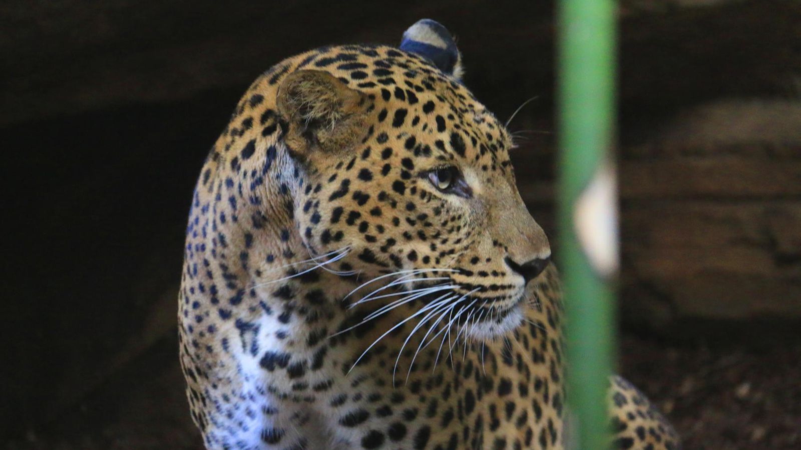 Un leopardo en Bioparc.