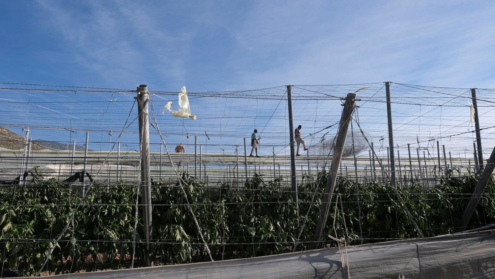 Un invernadero de El Ejido, destrozado tras los últimos temporales.