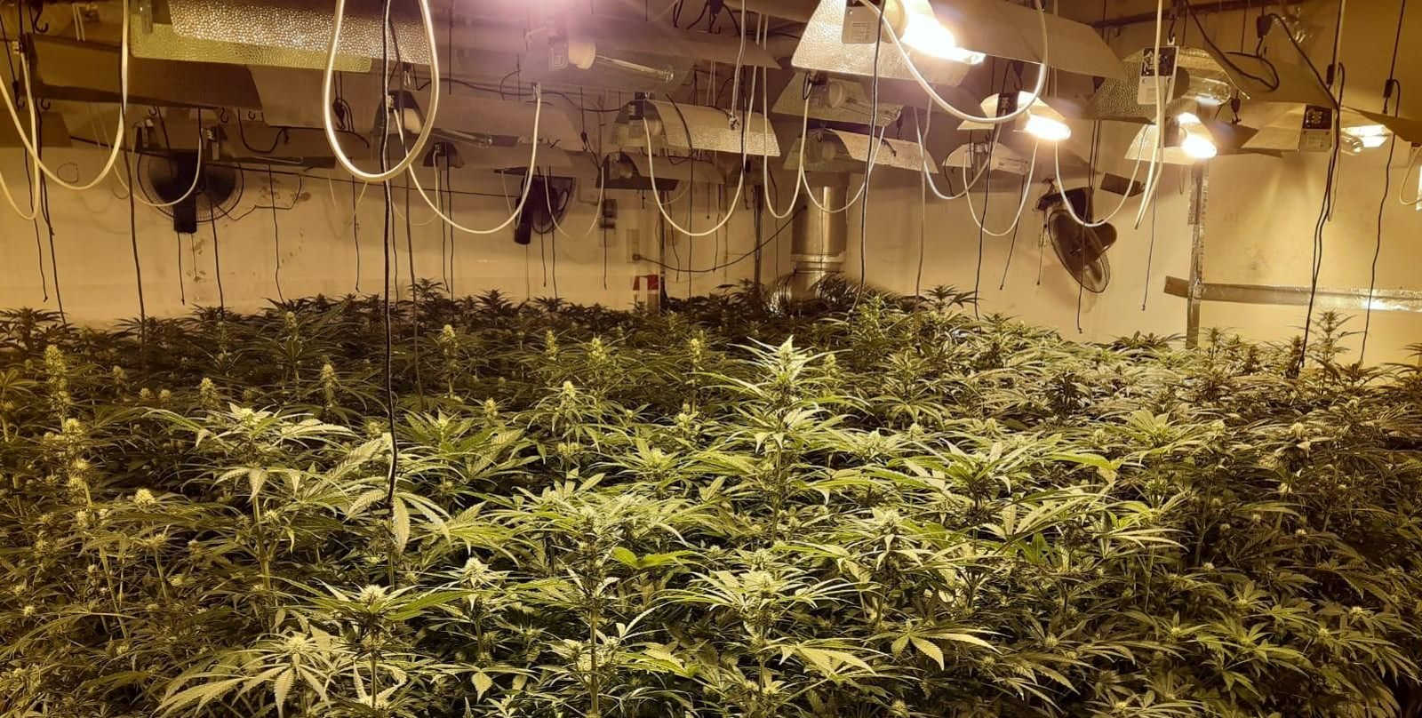 Una plantación de marihuana que usaba energía robada desactivada por Endesa.