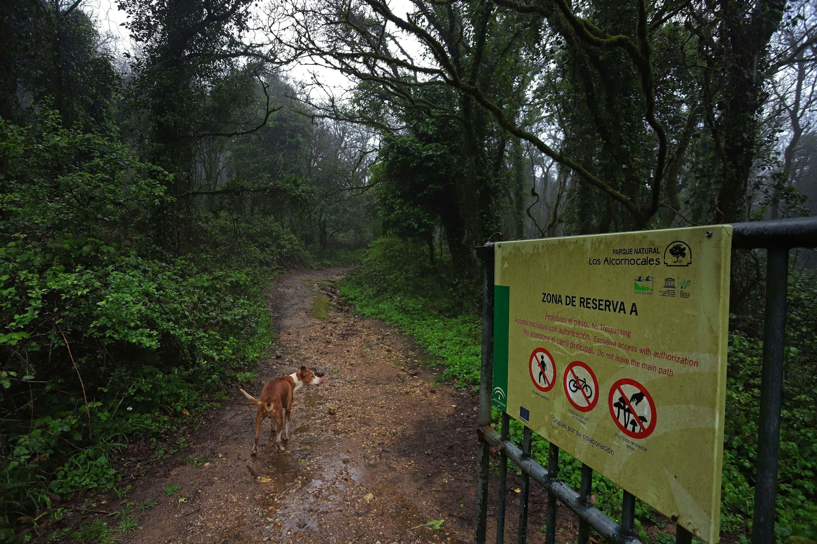 El Bosque de Niebla, situado entre los términos municipales de Algeciras, Los Barrios y Tarifa.