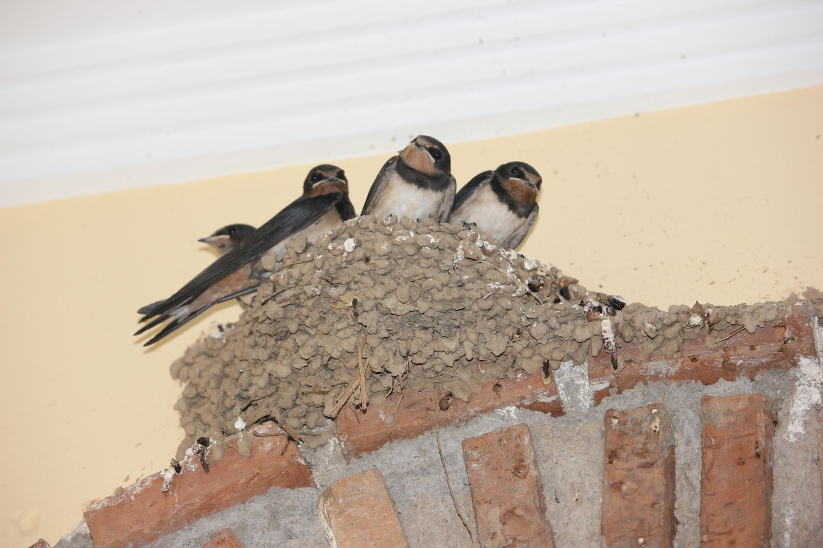 Ya han vuelto las oscuras golondrinas