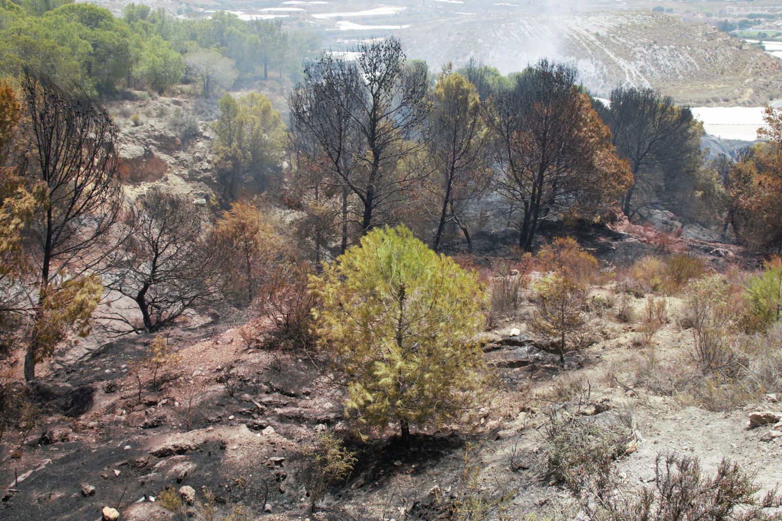 Las imágenes del incendio forestal en La Nacla de Motril