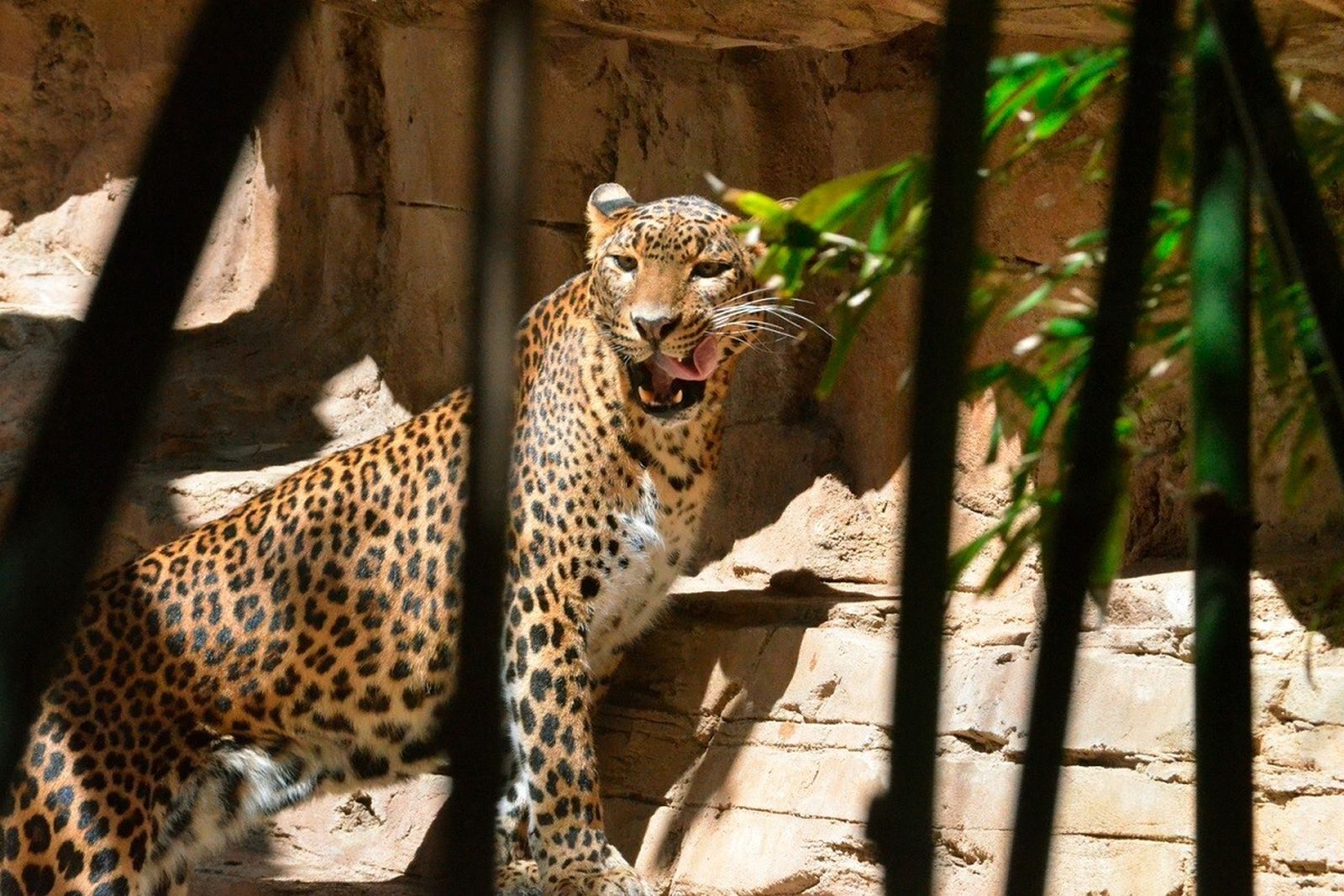 Toñi, el leopardo de Sri Lanka hembra de Bioparc Fuengirola