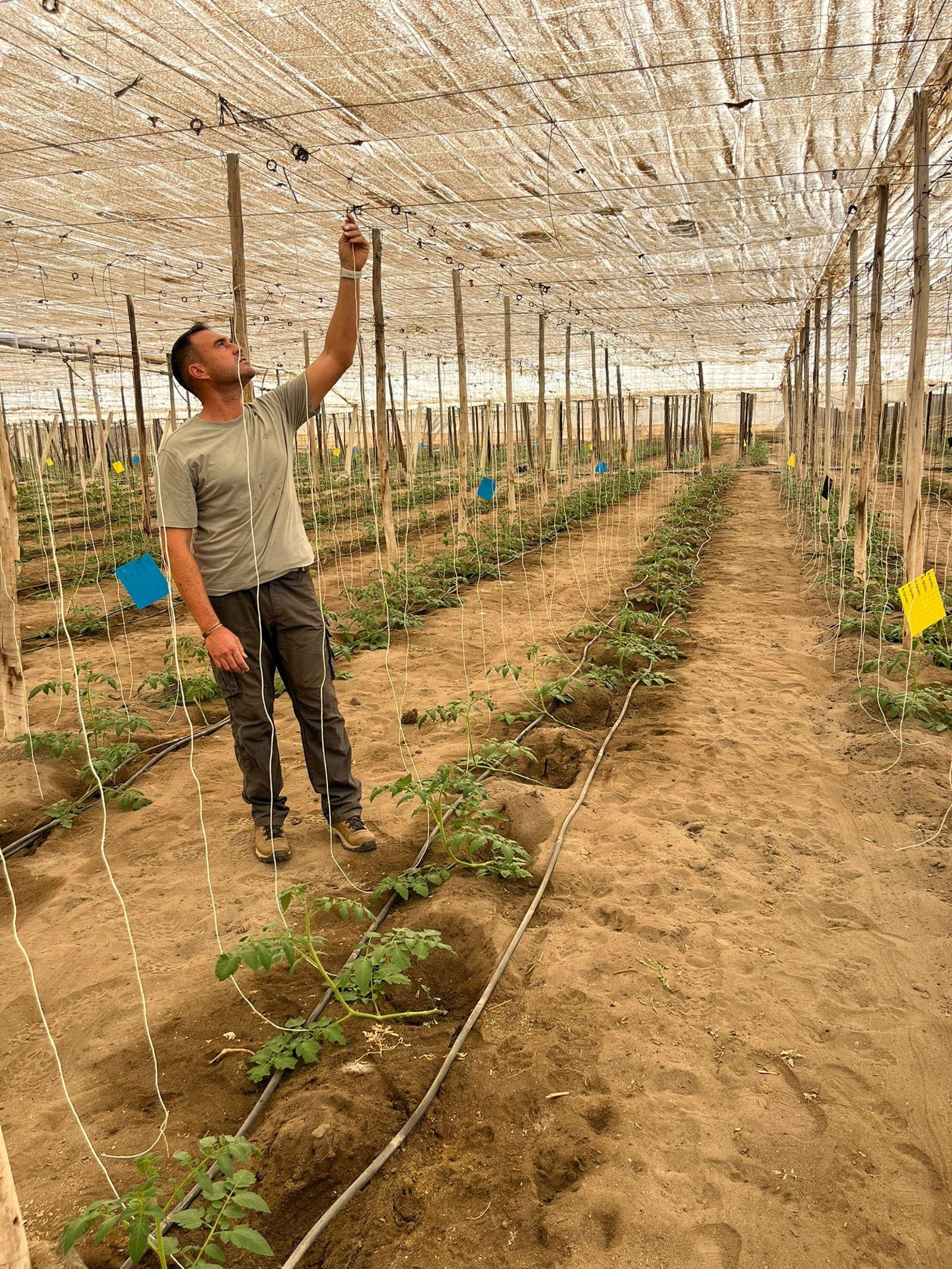 Daniel Jesús Ramos Bal sujeta uno de los hilos de su invernadero.