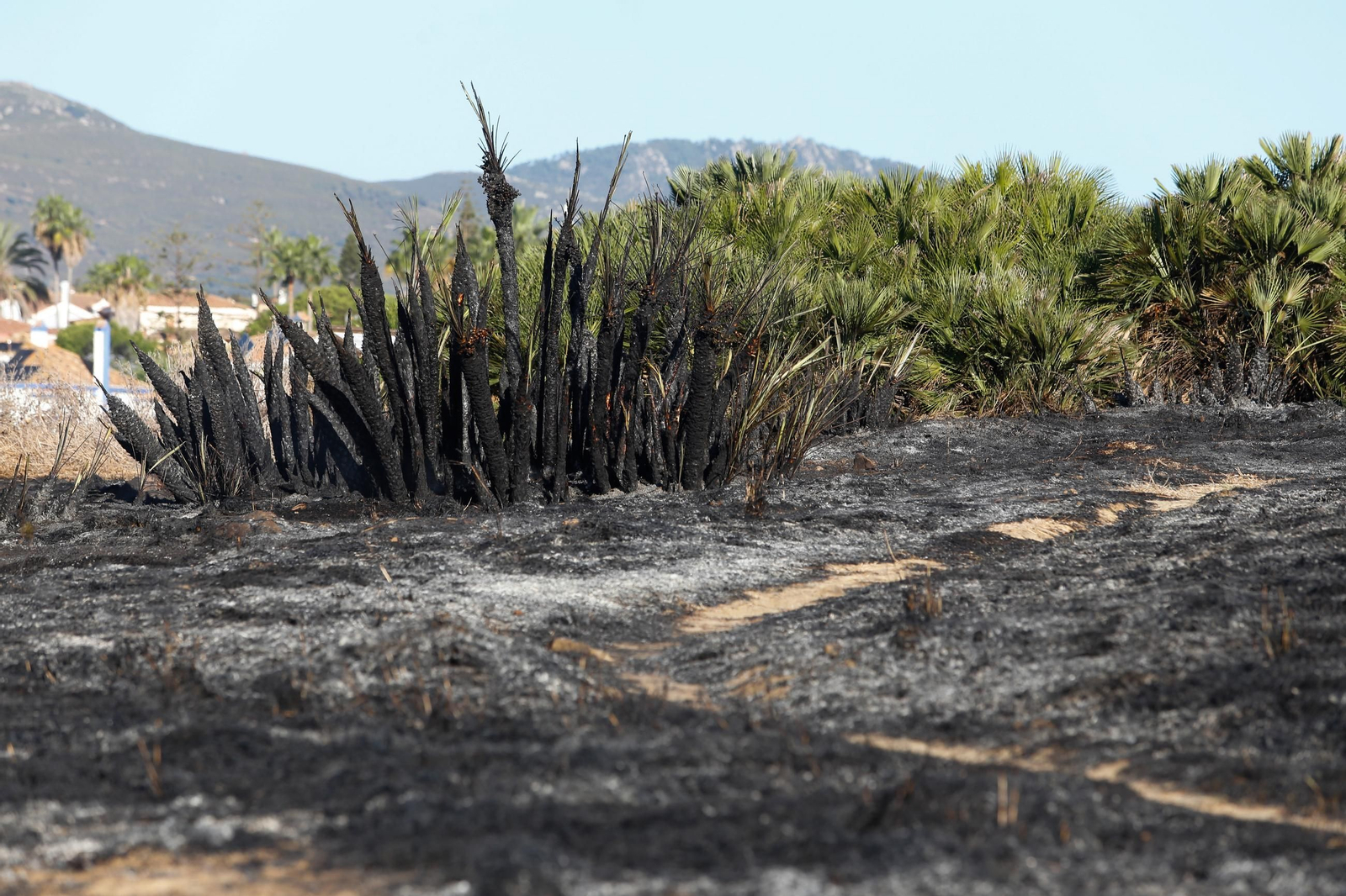 Daños en el Parque Centenario de Algeciras tras el incendio nocturno, en imágenes