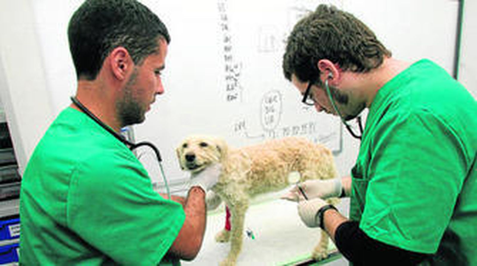 Francisco de Asís Muñoz, presidente del Colegio Oficial de Veterinarios de Granada.