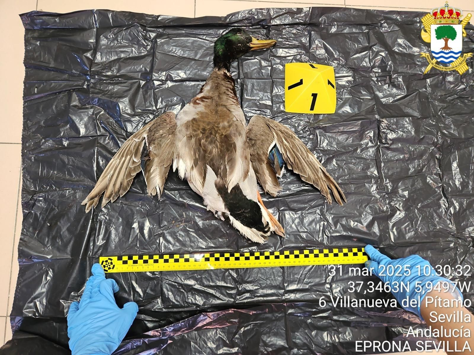 La especie, incautada tras su caza ilegal