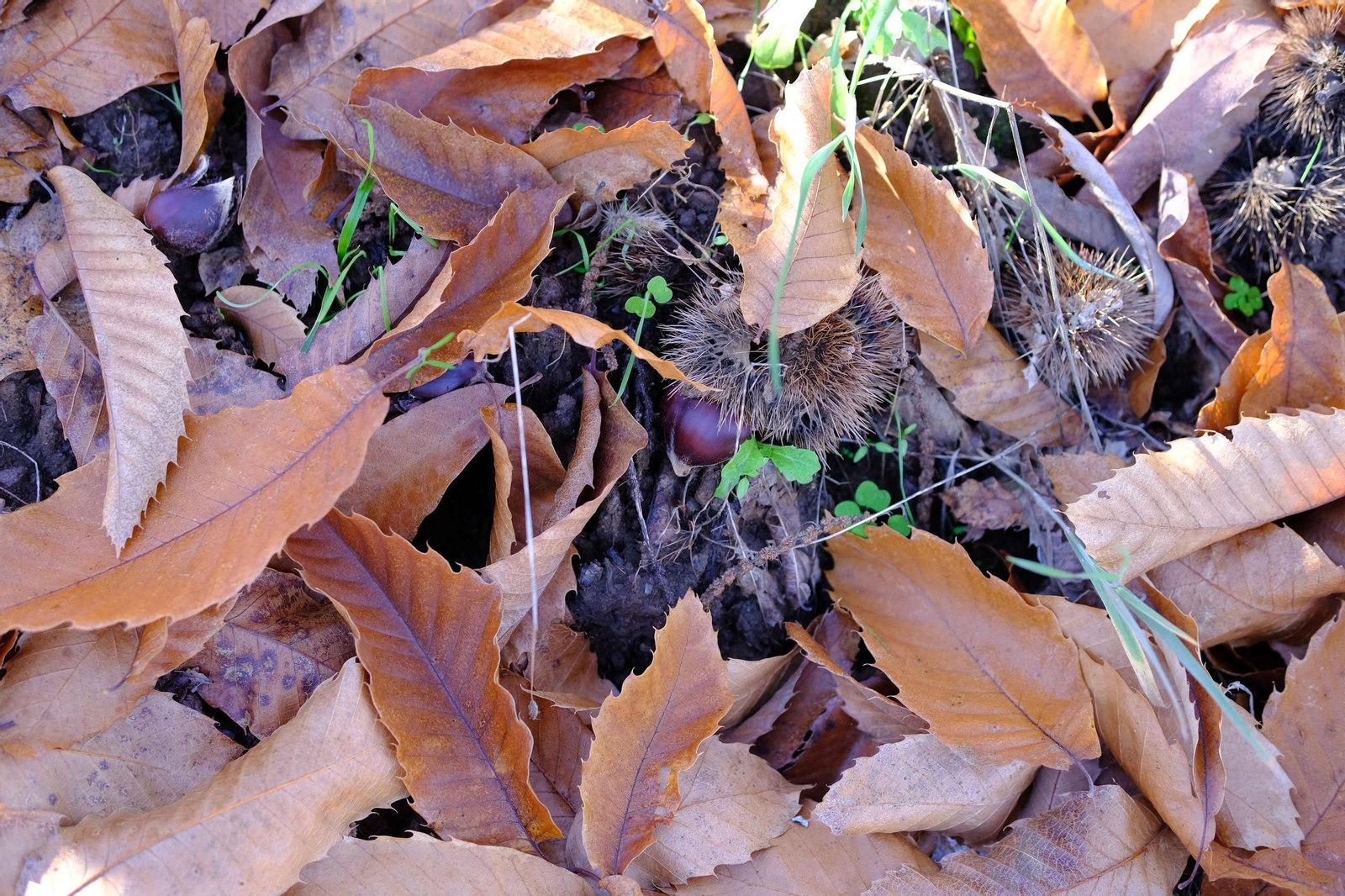 El Bosque de Cobre, en imágenes