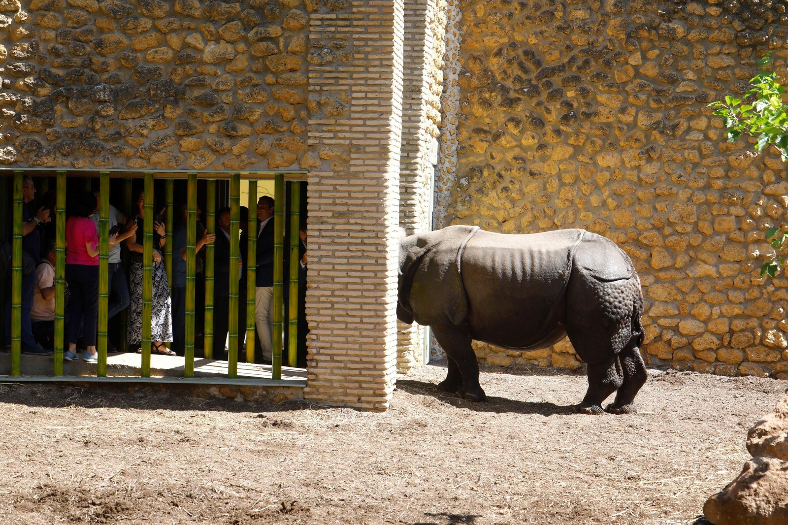Así es Manas, el rinoceronte indio del Zoo de Córdoba