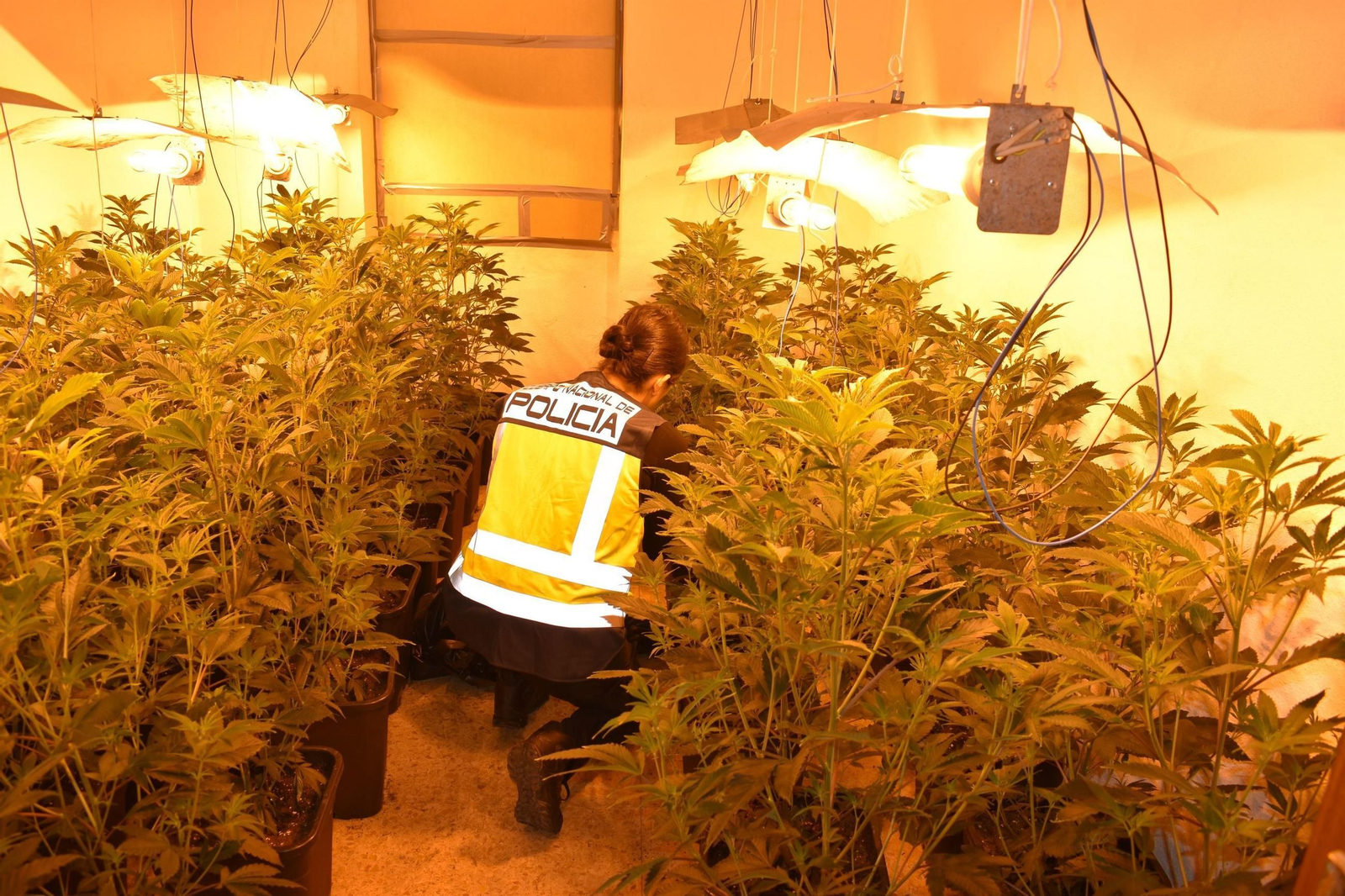 Una agente de la Policía Nacional, en una plantación desmantelada en las Tres Mil Viviendas.