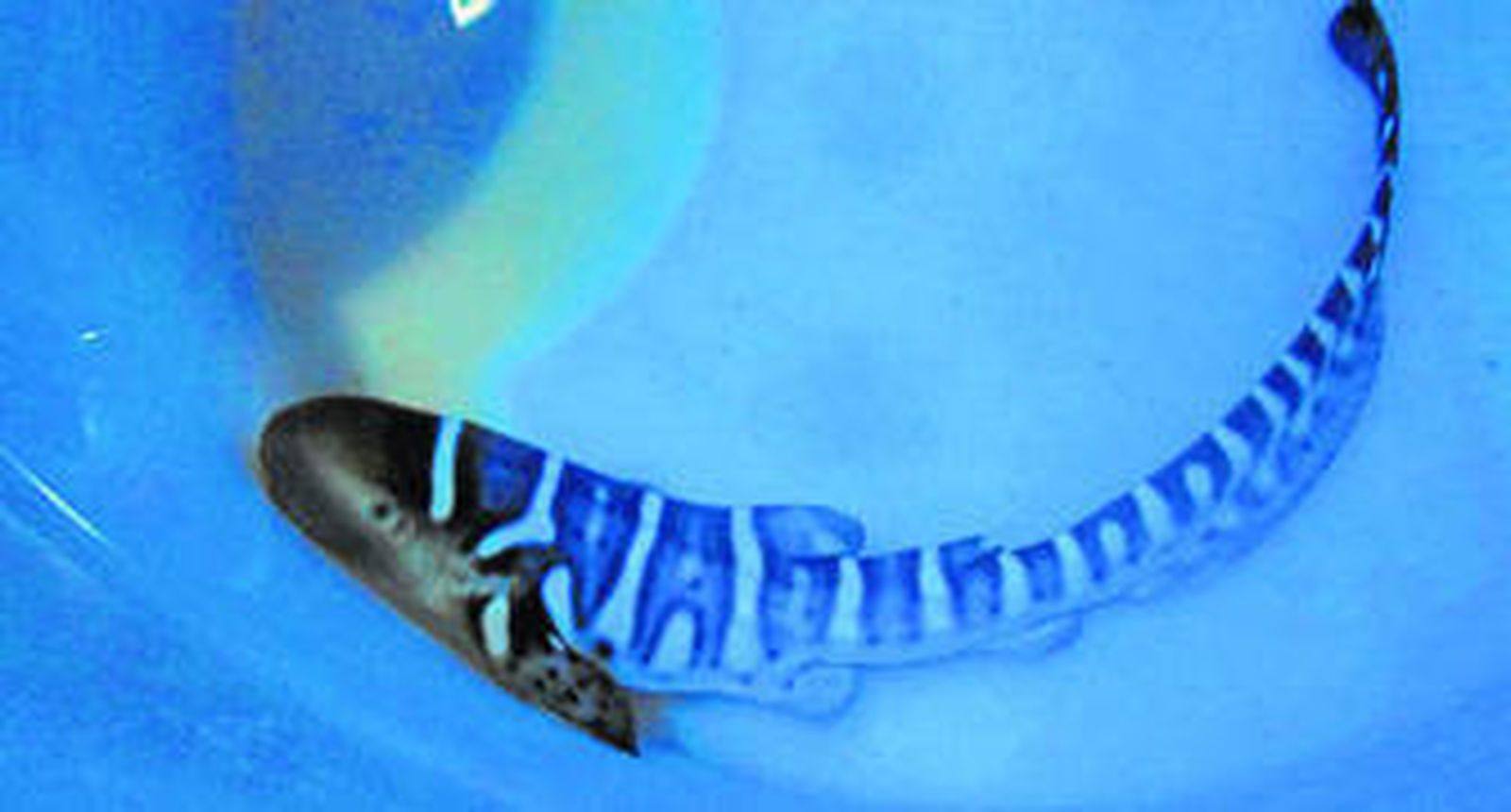 El ejemplar del tiburón cebra, en el acuario Sea Life Benalmádena.