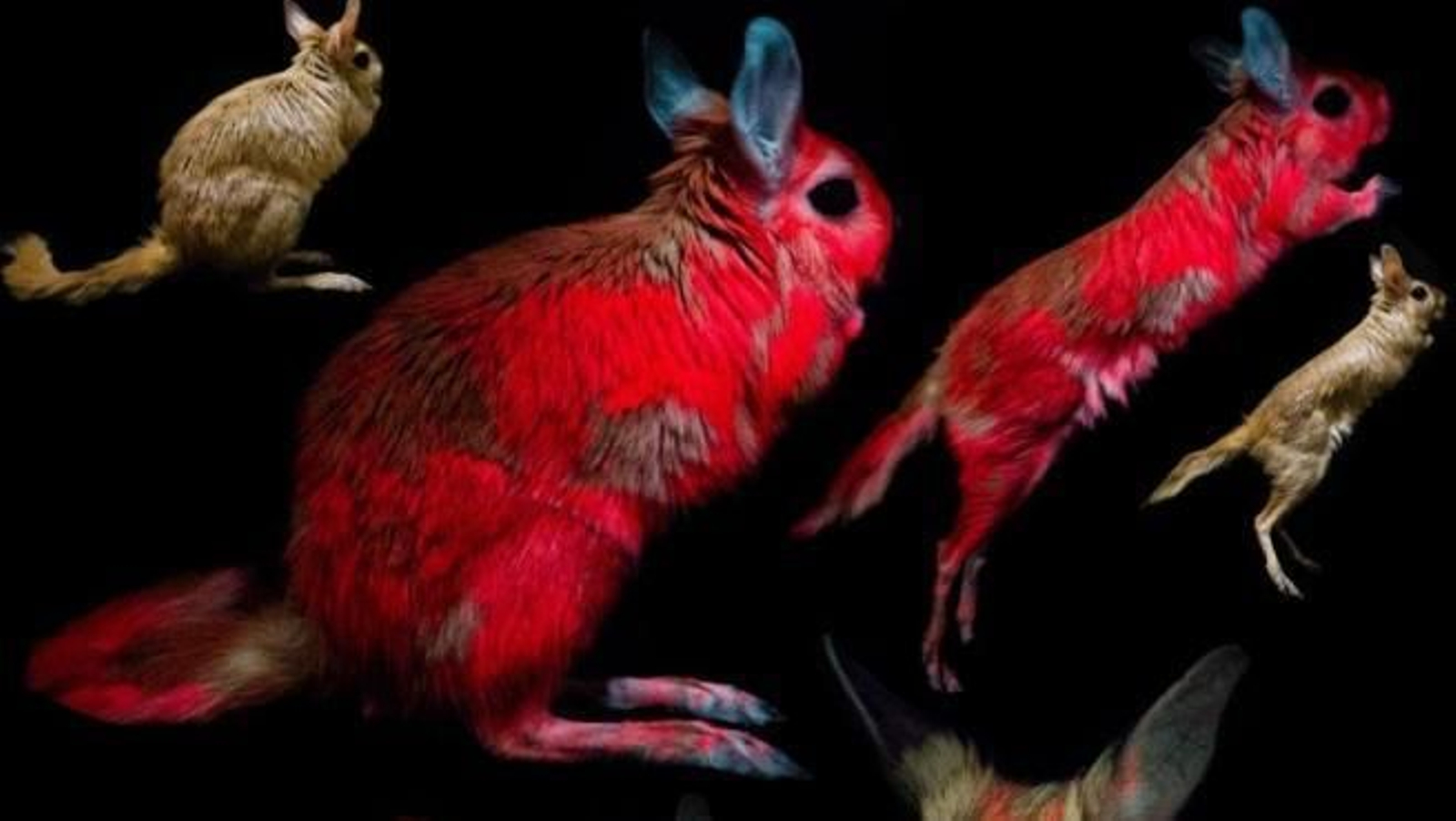 Este animal puede brillar en la oscuridad