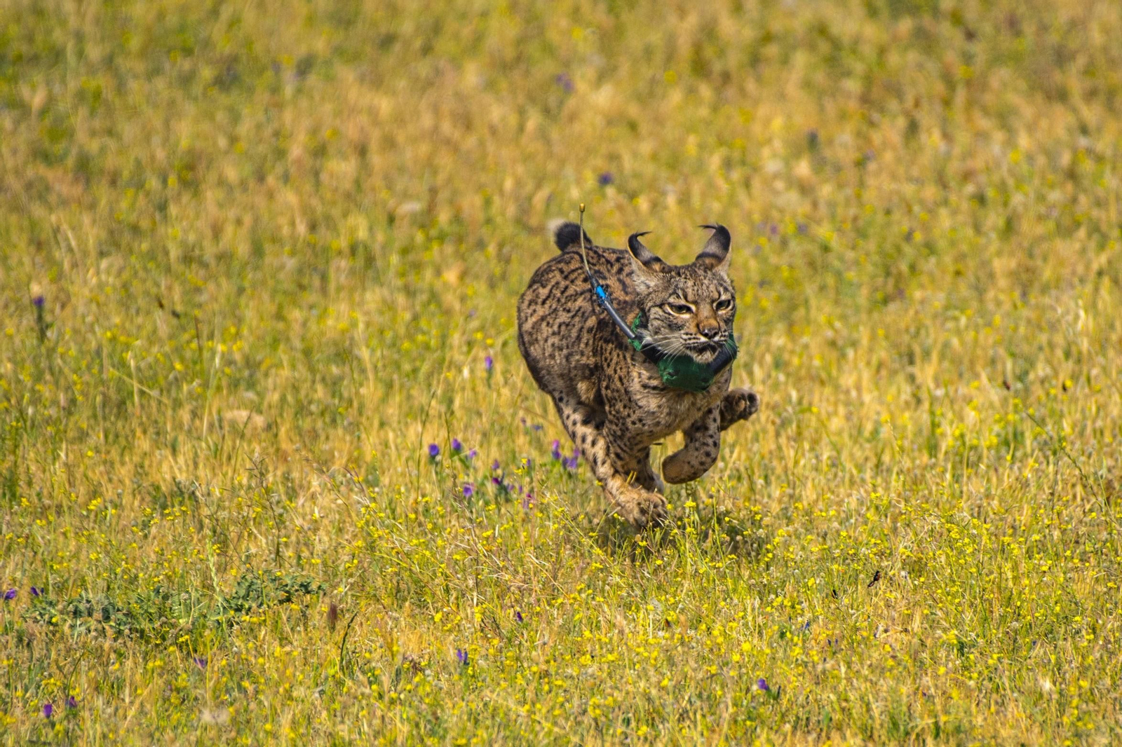 Un ejemplar de lince en libertad.