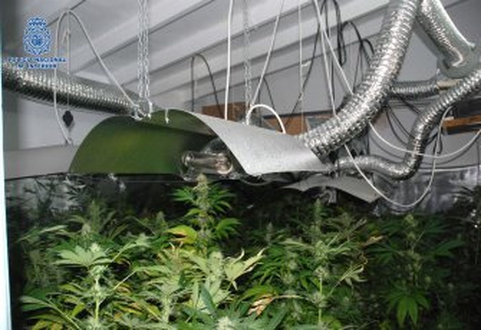 Desmantelan un invernadero con 100 plantas de cannabis del interior de una vivienda en Fuengirola