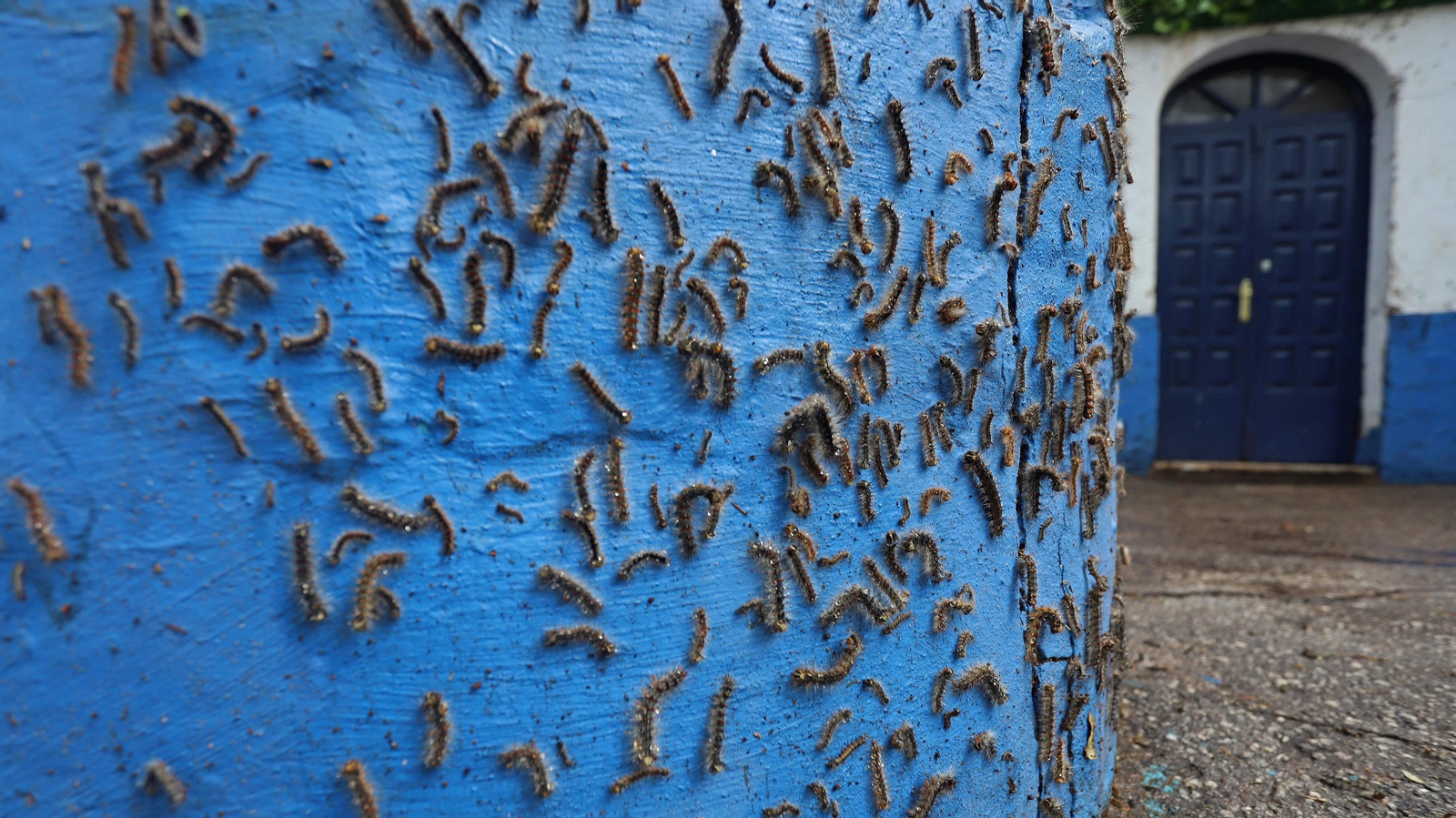 Brote de lagarta peluda en Pelayo