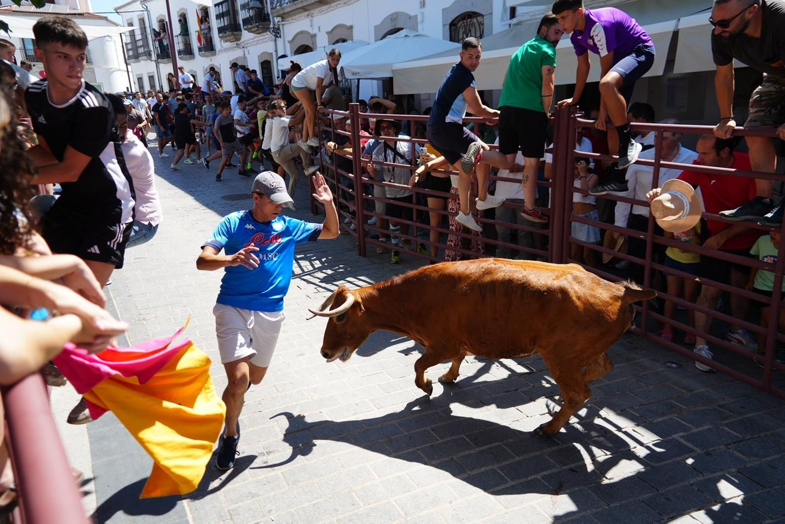 Las mejores imágenes de la suelta de vaquillas en Alcaracejos Las mejores imágenes de la suelta de vaquillas en Alcaracejos