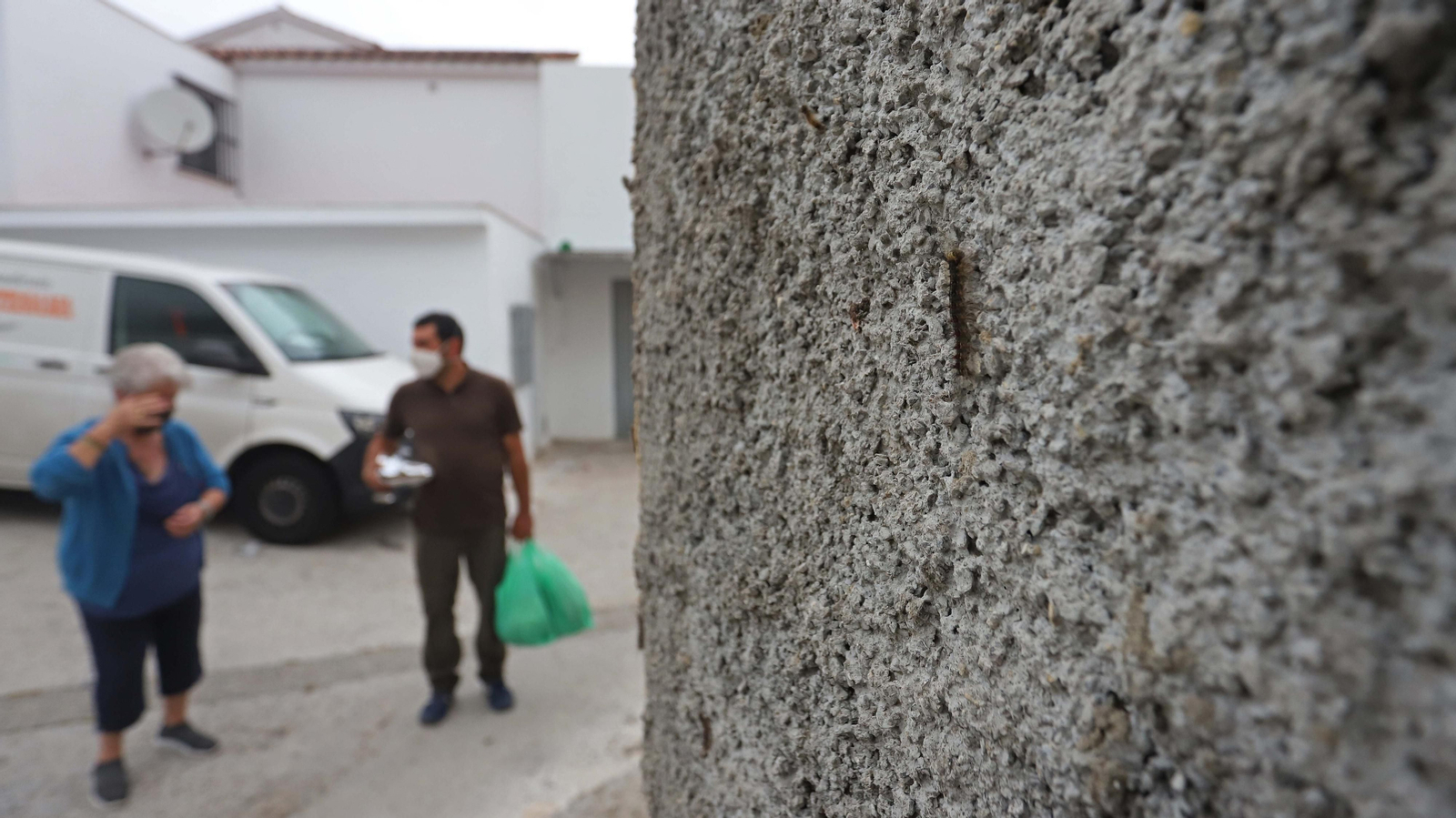 Brote de lagarta peluda en Pelayo