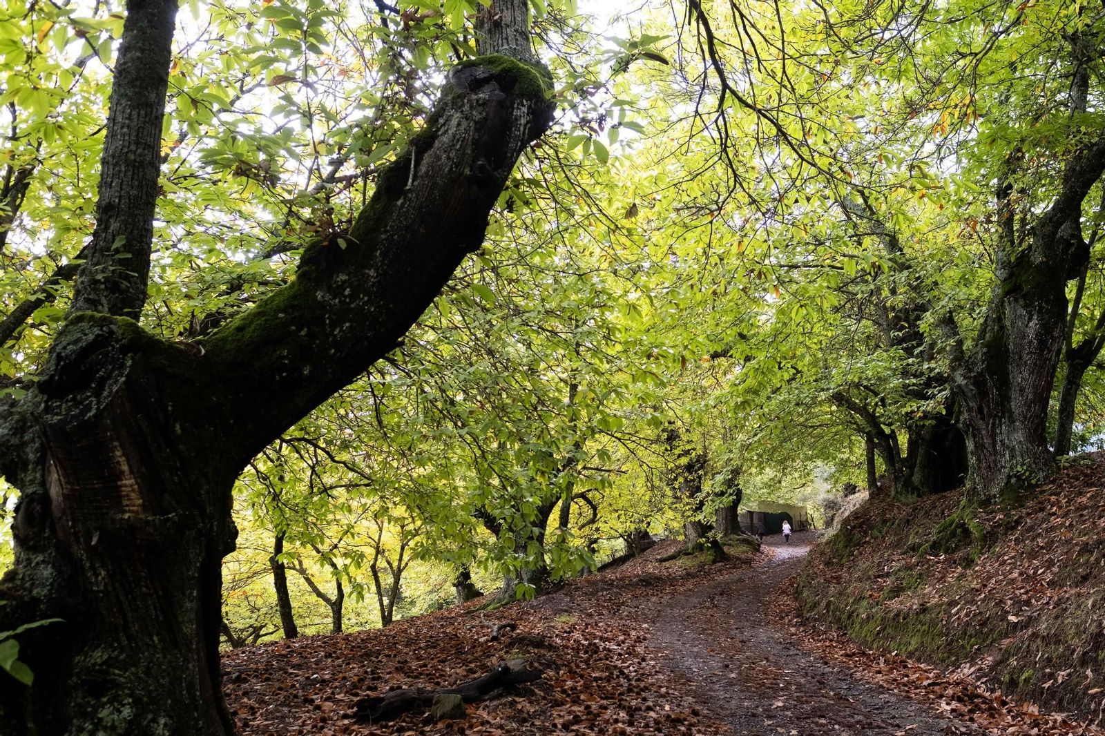 El Bosque de Cobre del Valle del Genal, en fotos