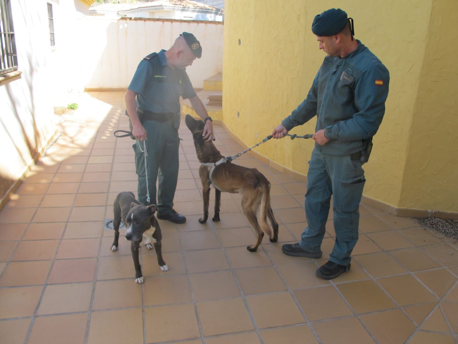 Imagen de los perros recuperados por la Guardia Civil