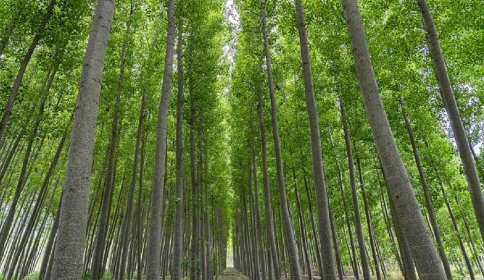 Una espectacular alameda