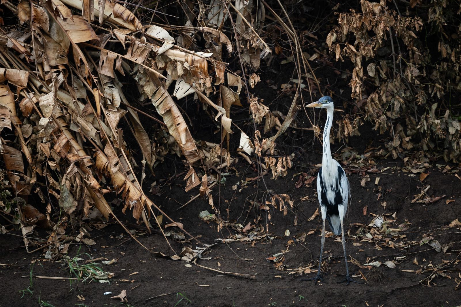 Las llamas convierten en una tumba al aire libre El Pantanal en Brasil