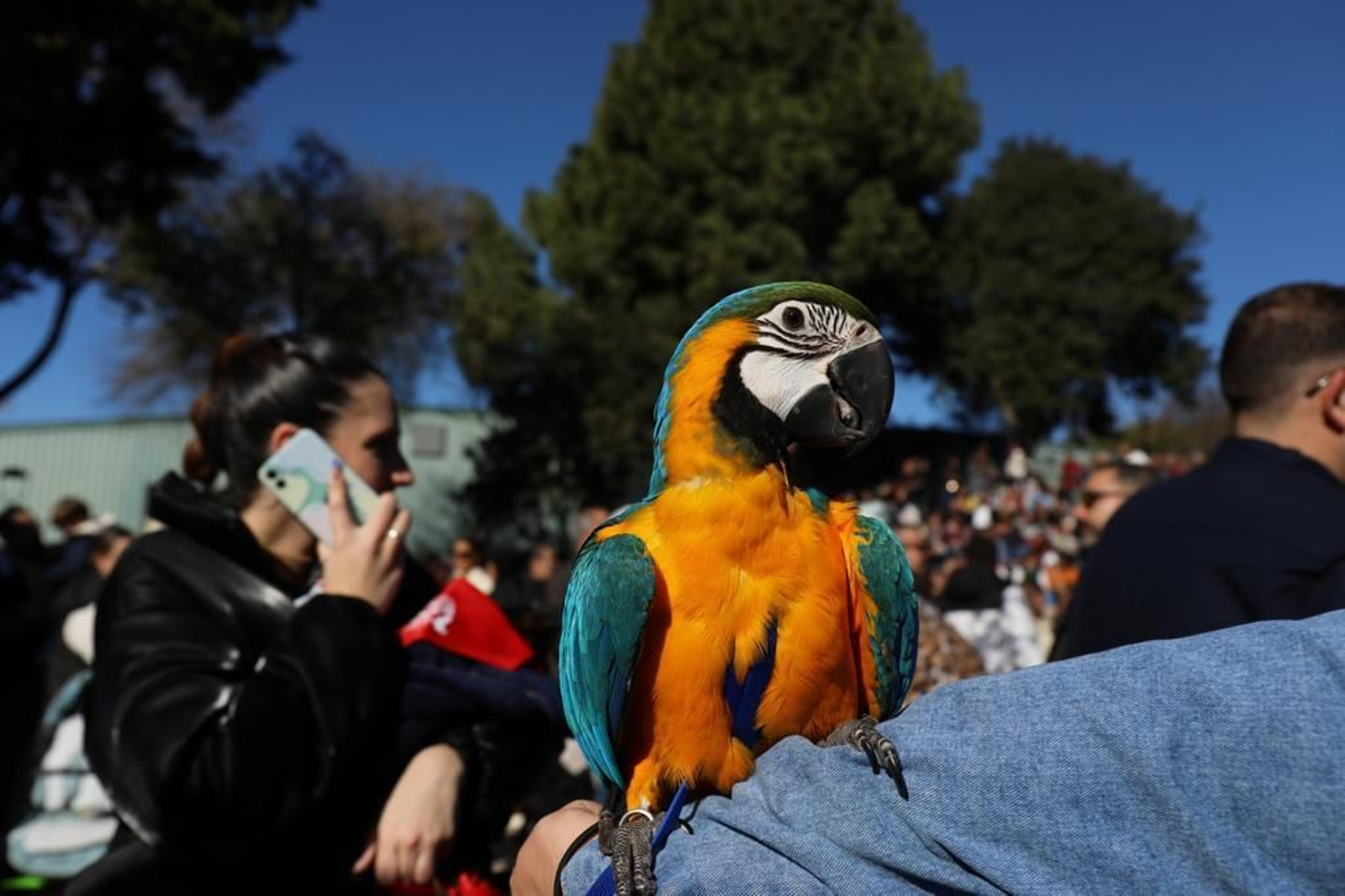 Así ha sido la celebración de San Antón en San Fernando