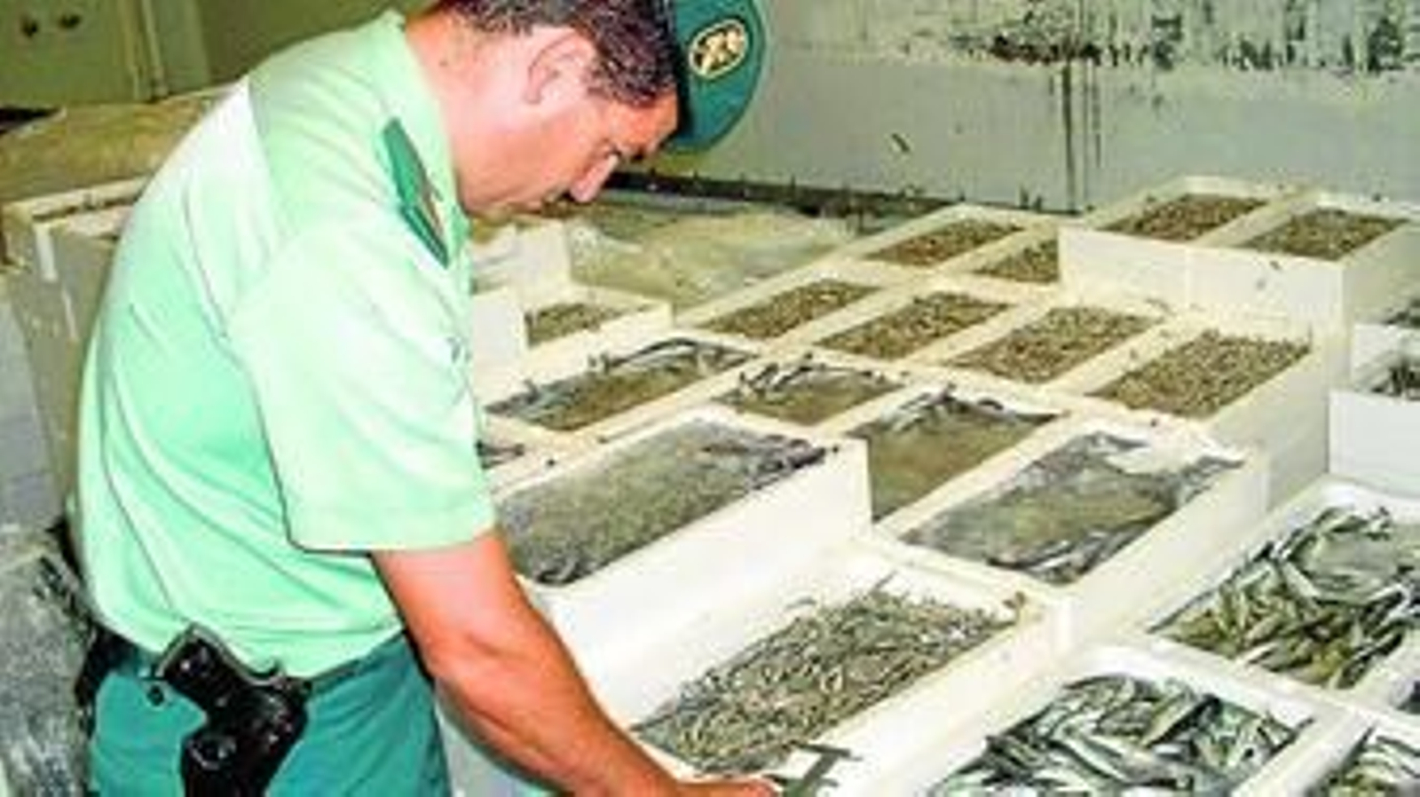 Un agente de la Guardia Civil inspecciona varias cajas de pescado.