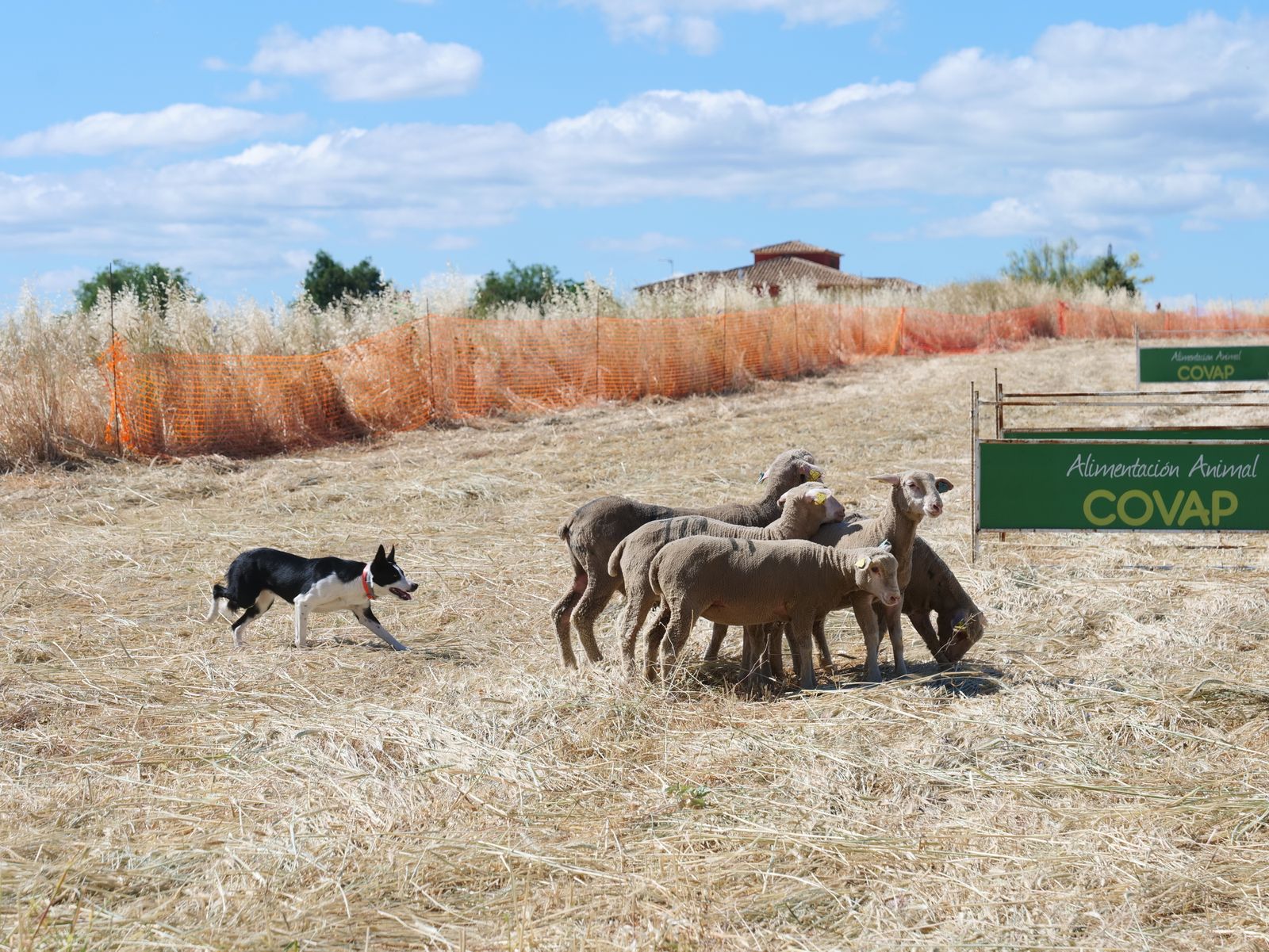 La segunda jornada de la X Feria del Pastoreo de Villaralto, en imágenes