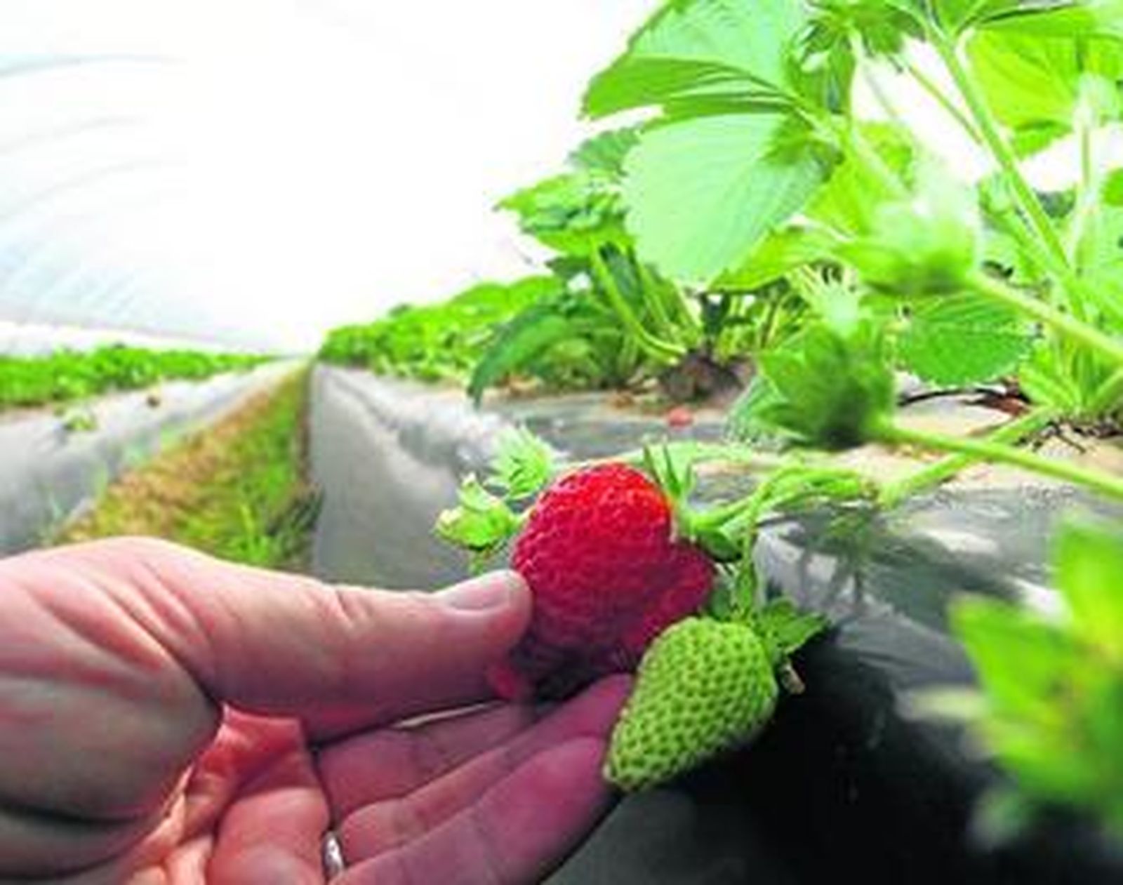 Fresas en una plantación de Palos de la Frontera la pasada semana.