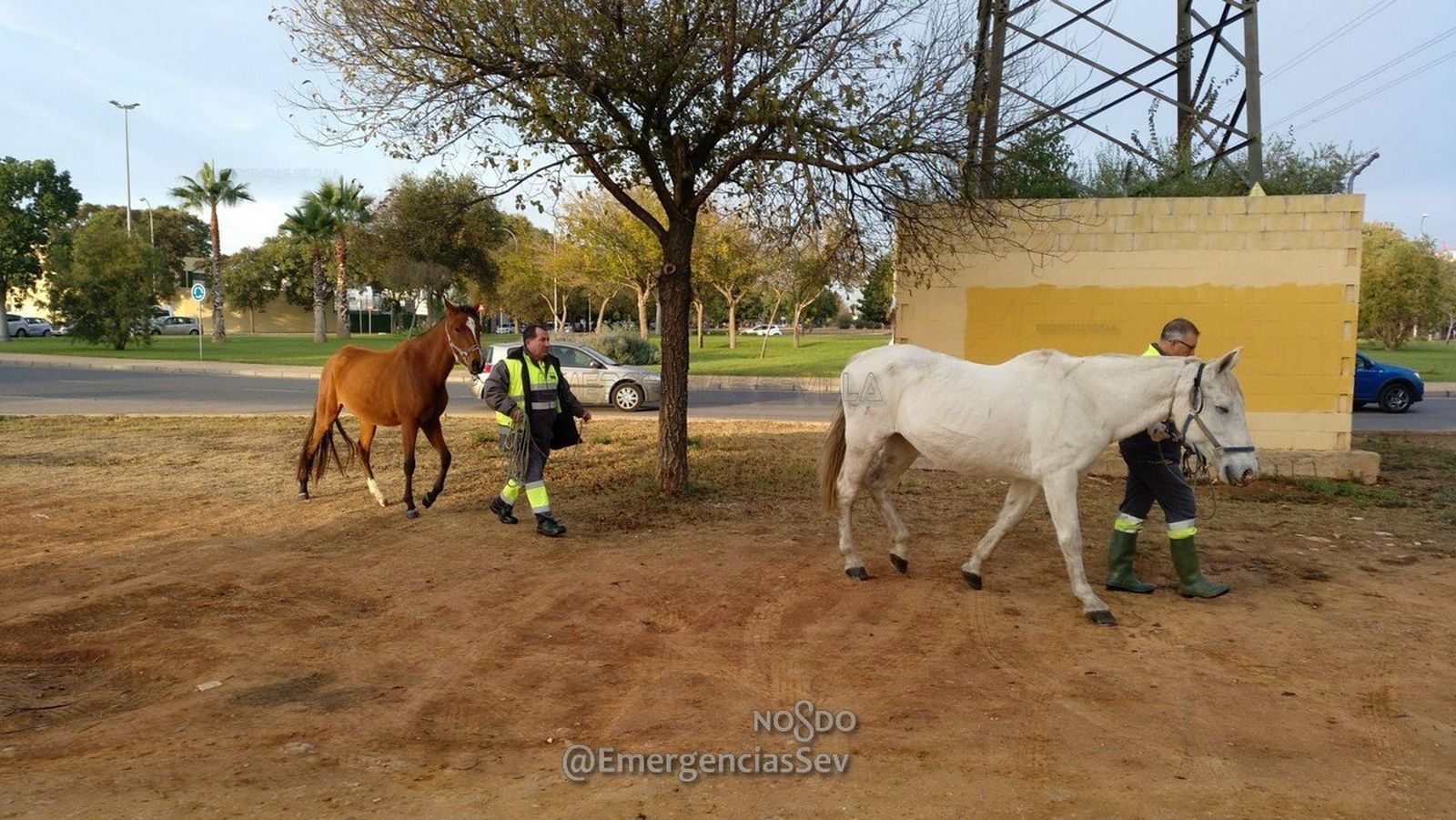 Dos caballos sueltos en Sevilla Este ponen en peligro la circulación en la zona
