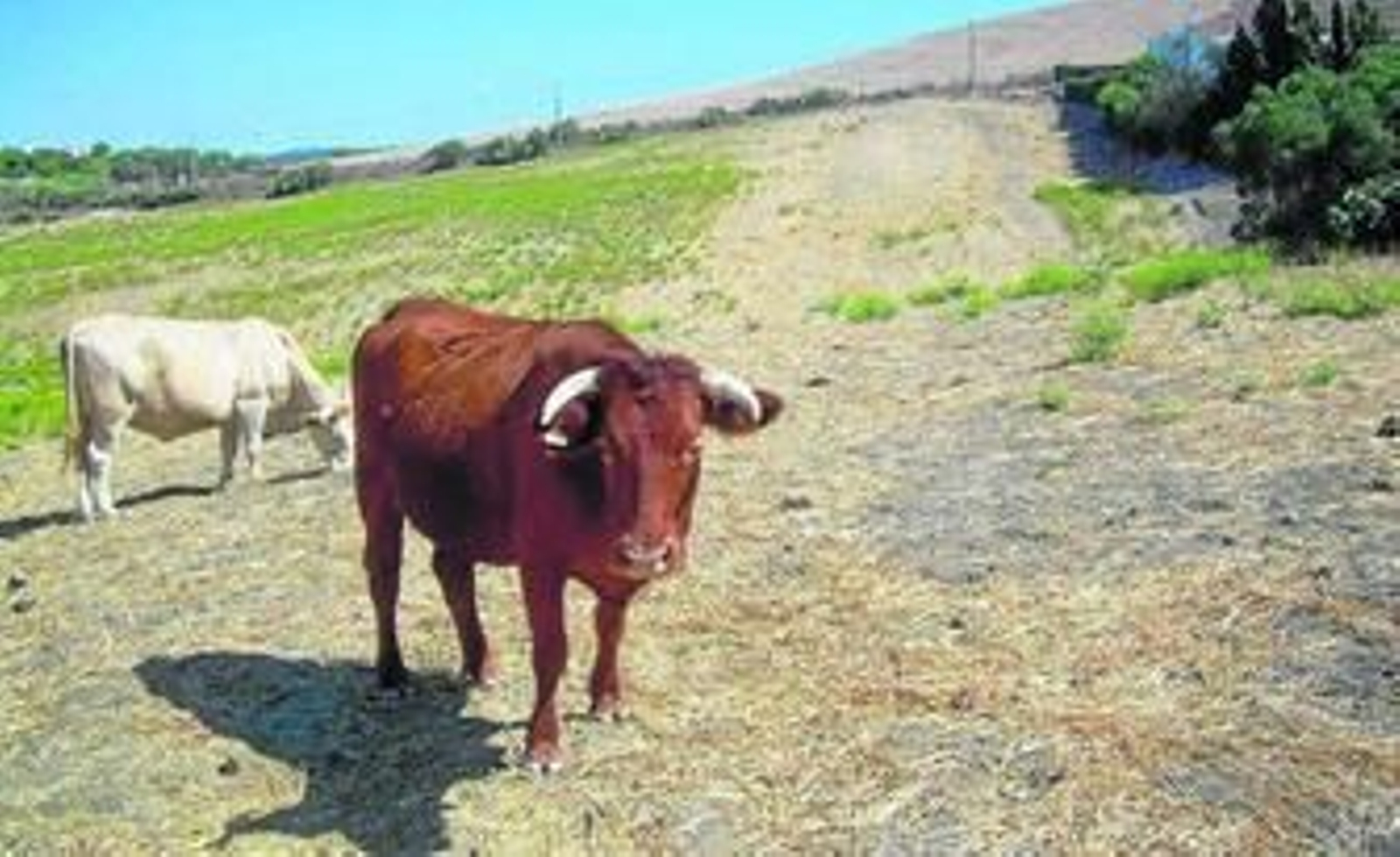 Ganado extensivo en una explotación en la comarca de La Janda en la que se aprecia la falta de pastos por la sequía.