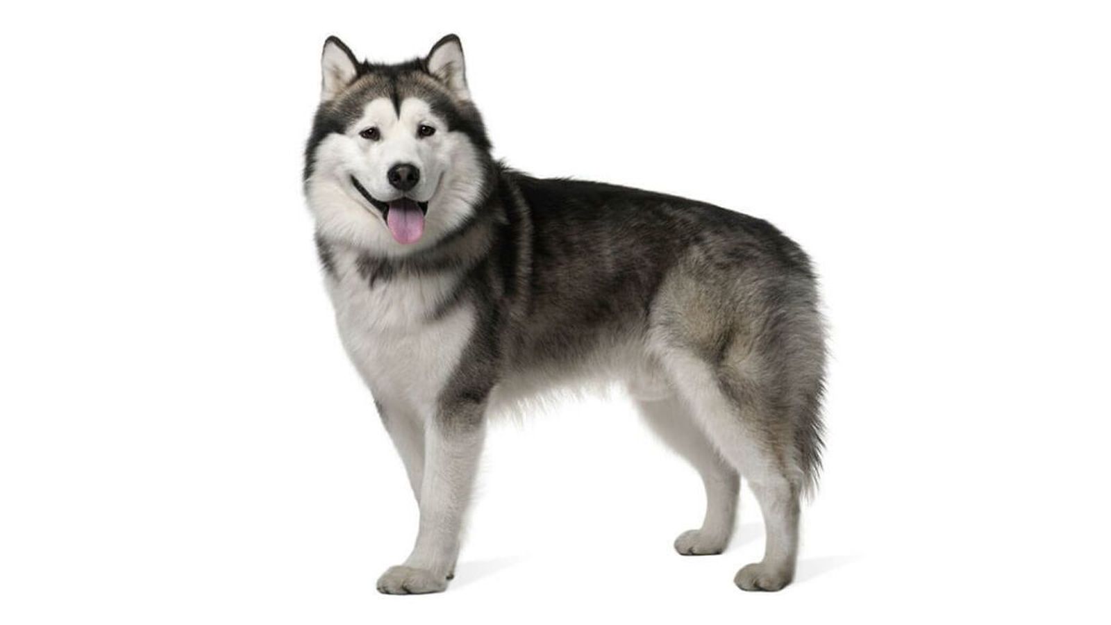 Condenado por tener al perro con anemia, deshidratado y en malas condiciones