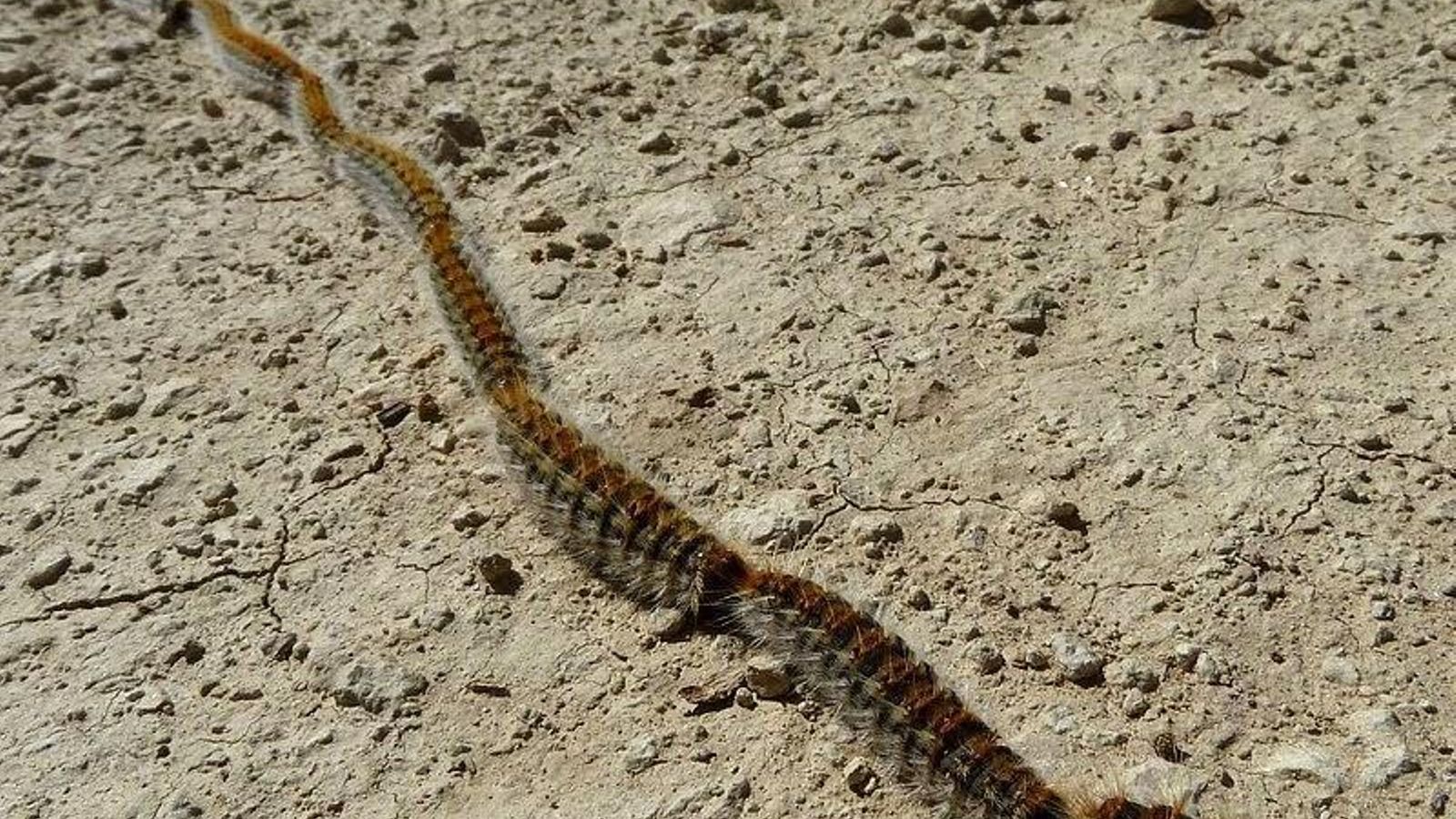 Procesión de orugas por los suelos de la provincia.