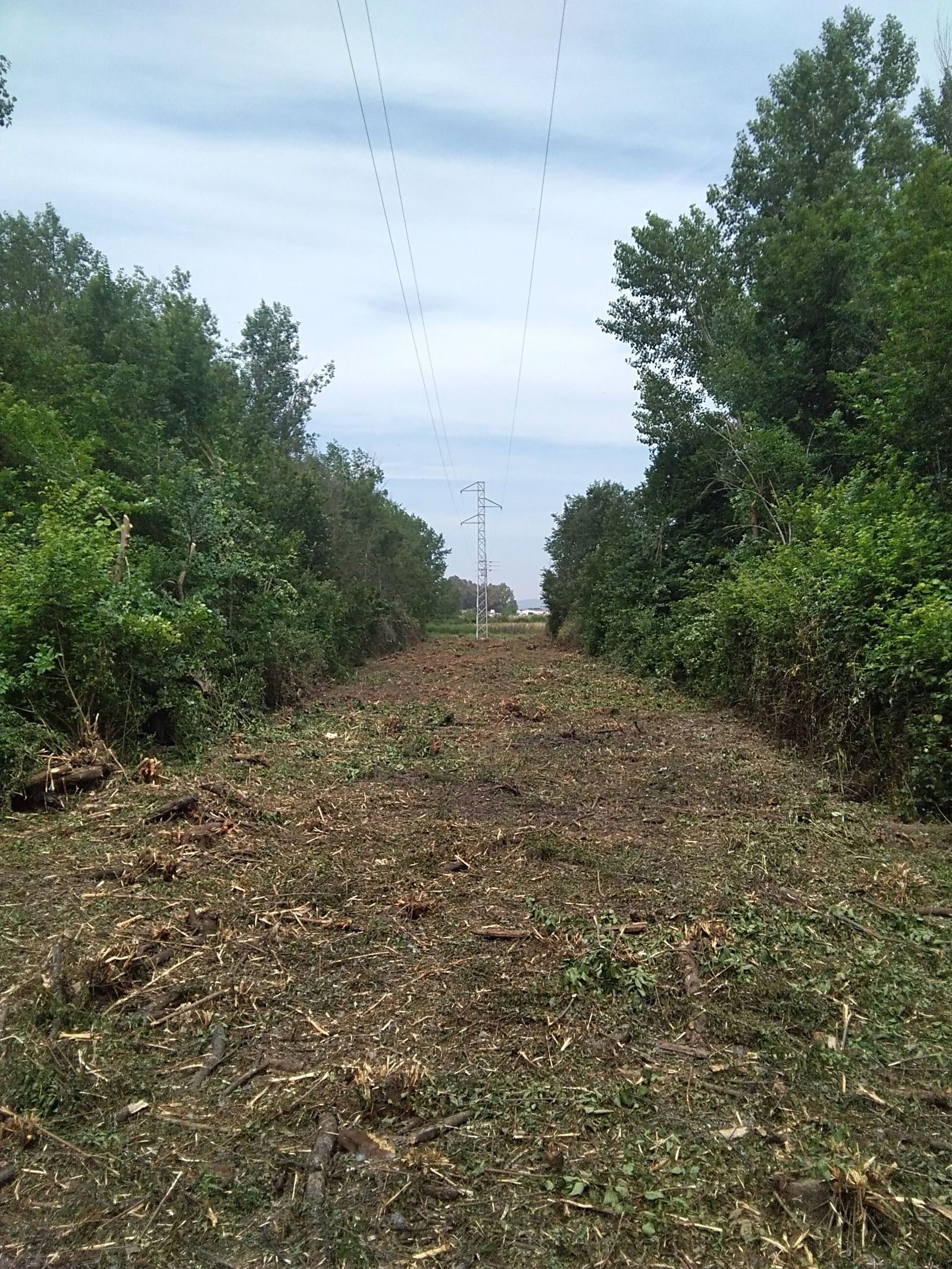 Endesa destina más de 650.000 € en mejorar el entorno de las líneas de distribución eléctrica en Almería