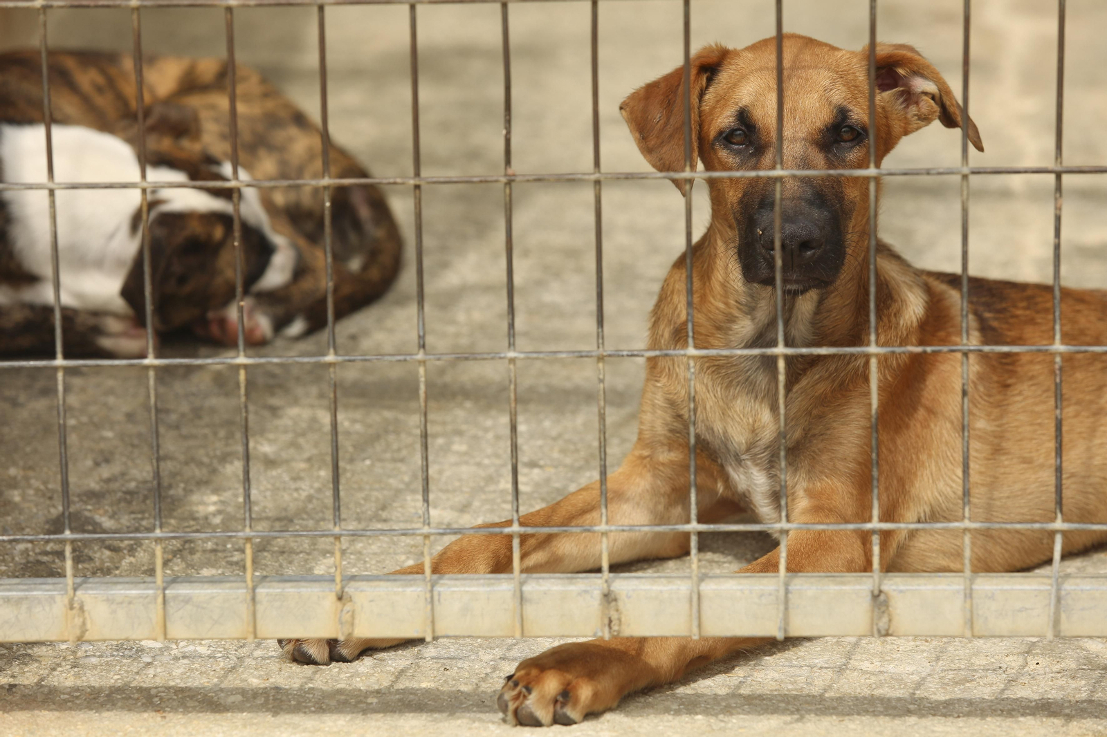 Las fotos de los animales de la Protectora de Málaga Las fotos de los animales de la Protectora de Málaga