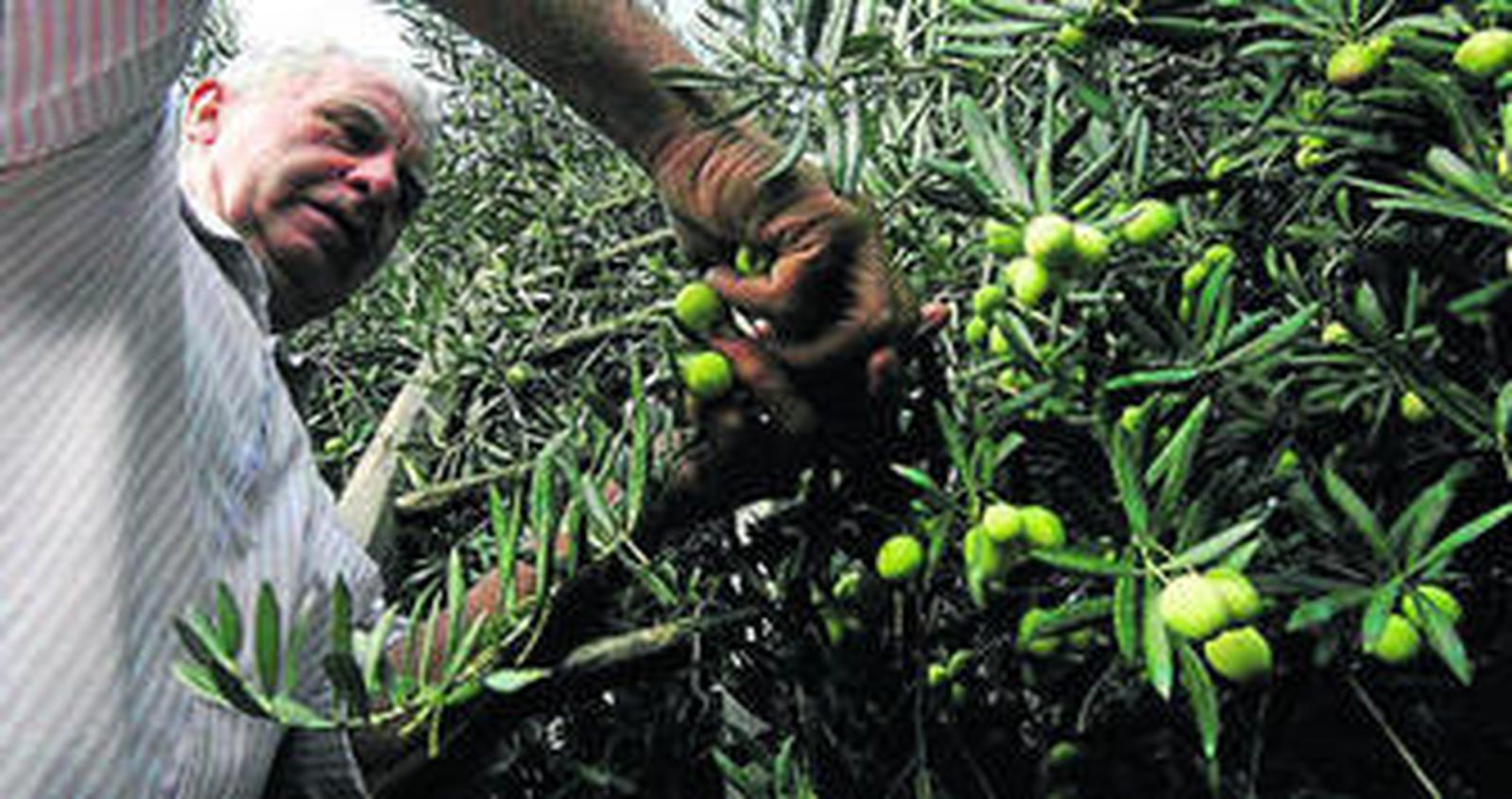 La denominación de origen se puso en marcha hace cuatro años.