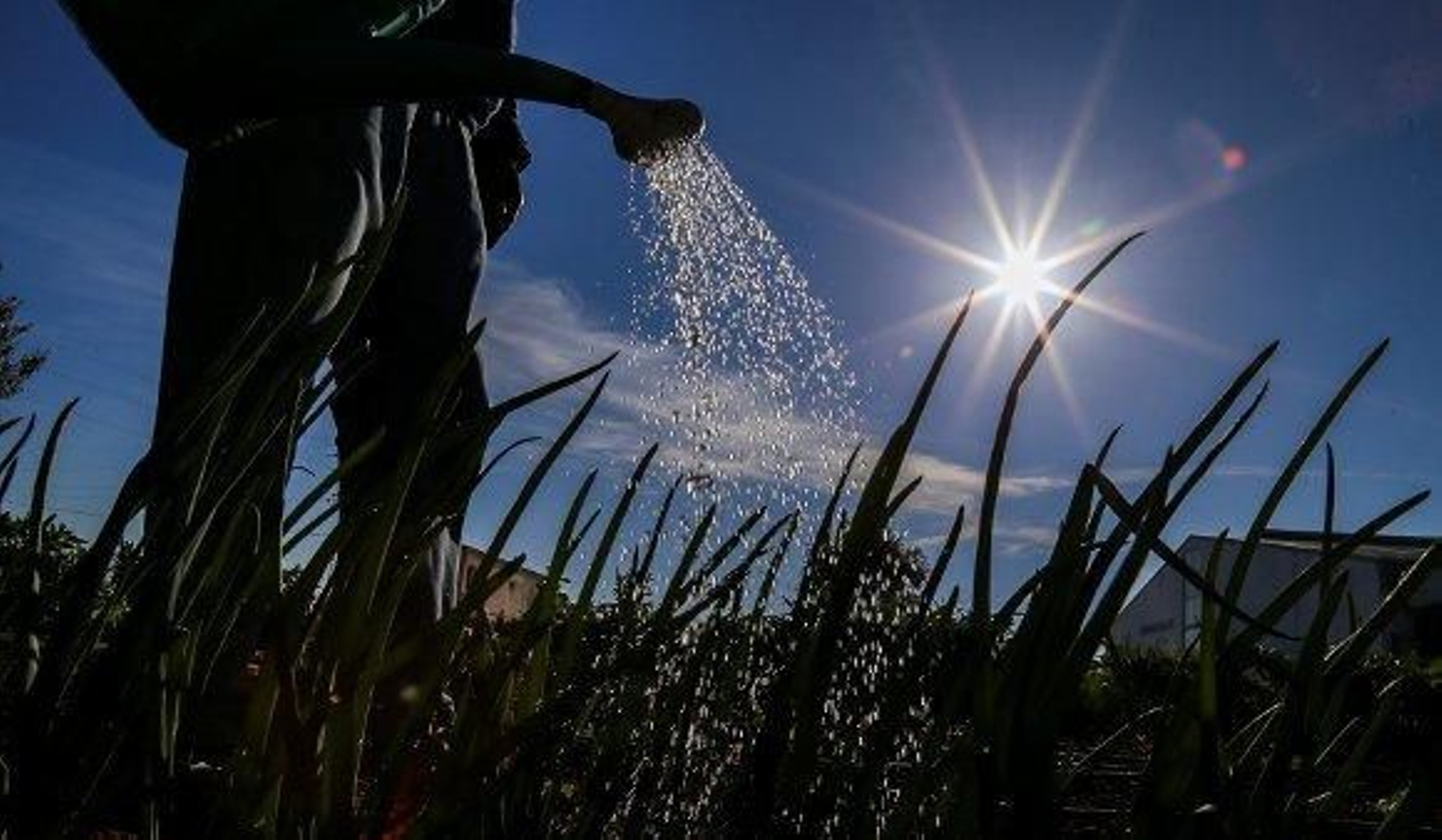 Sembrando semillas de solidaridad