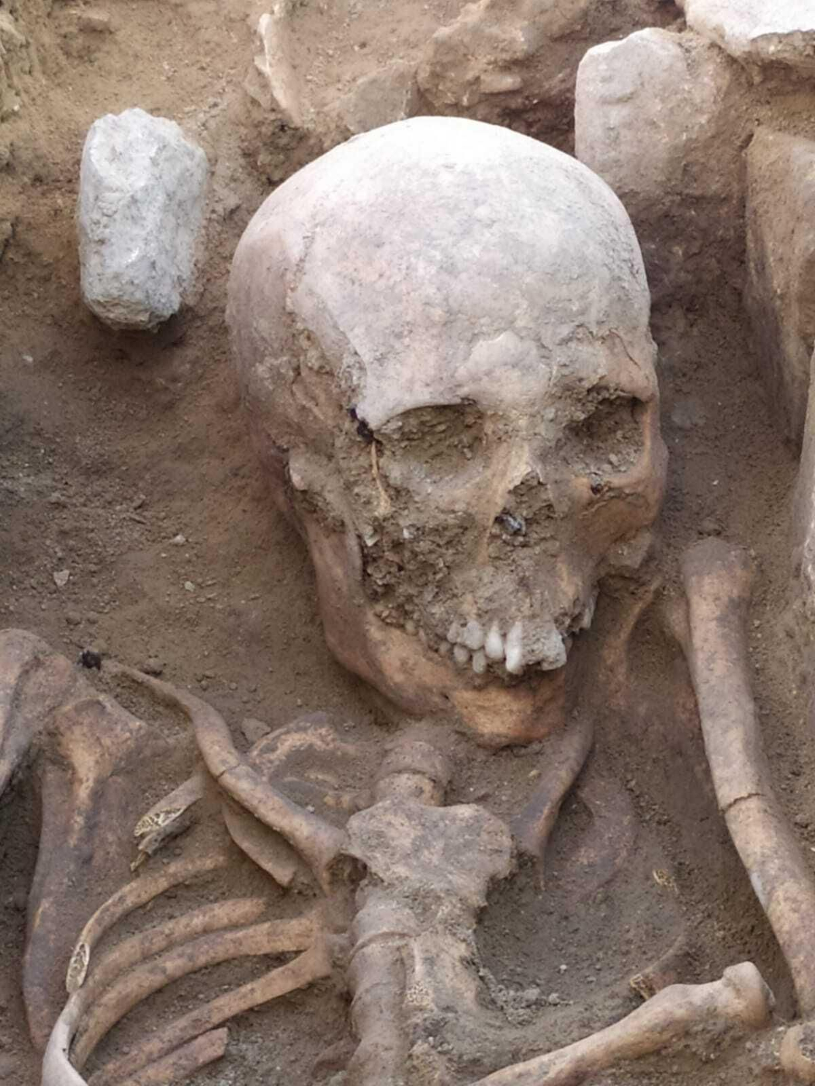 Cráneo hallado en la Plaza de San Pedro.